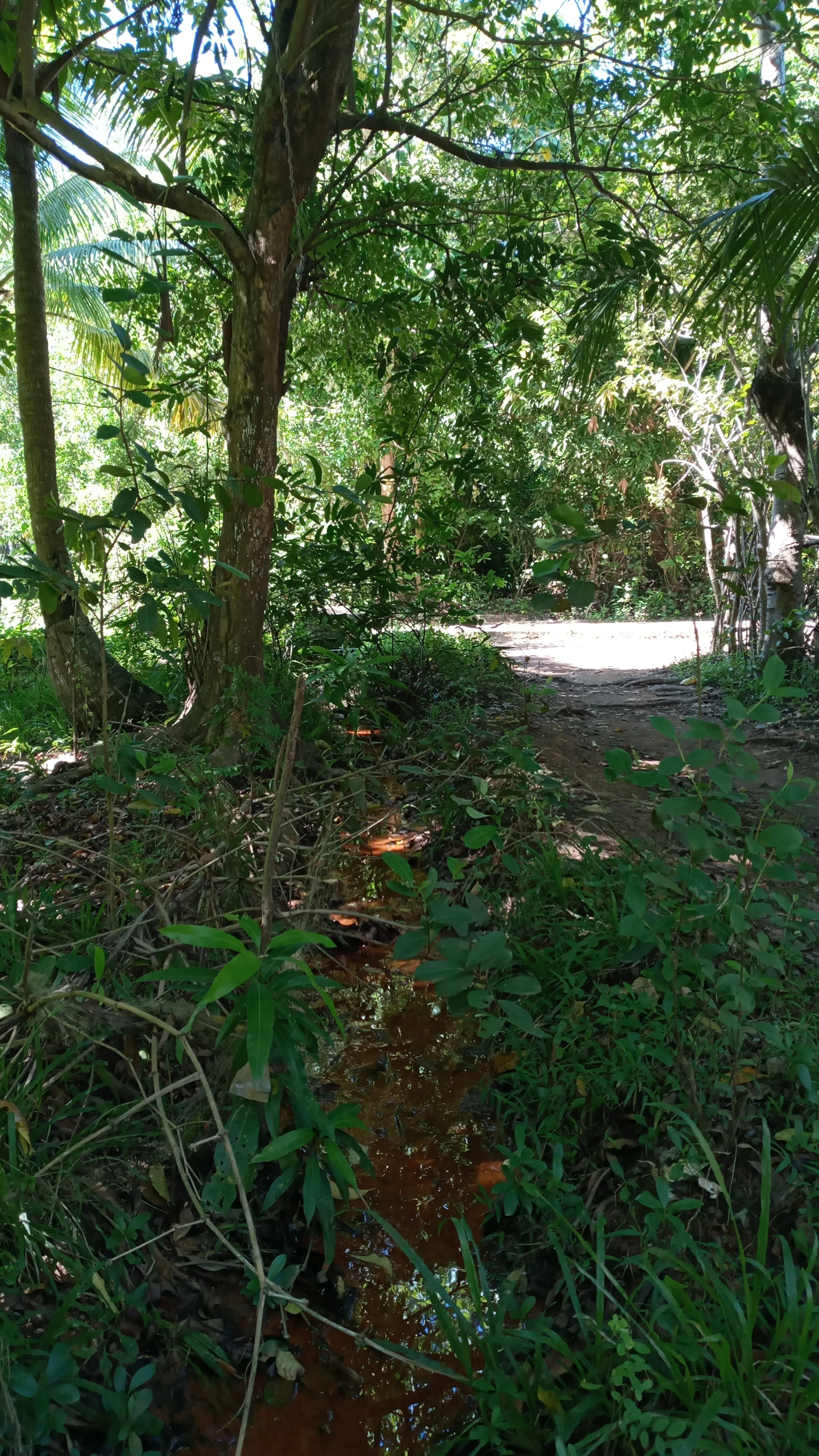 Denuding forest cover in Gigantes Norte Island’s watershed