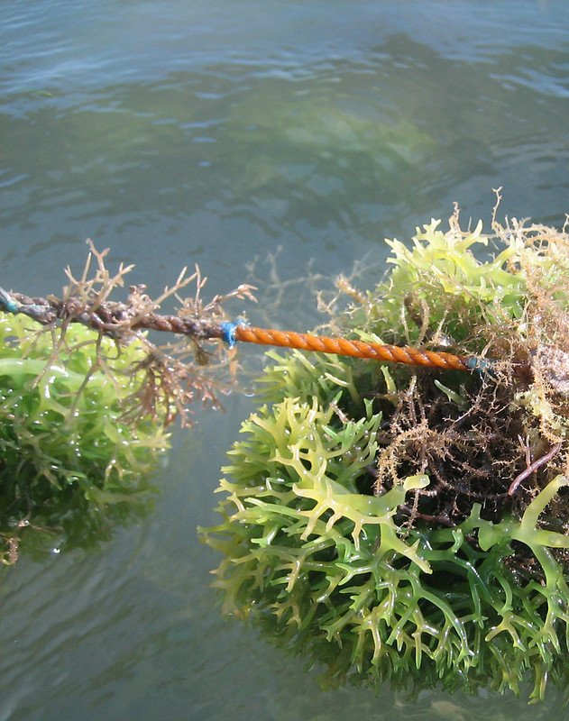 Local seaweed "Guso"