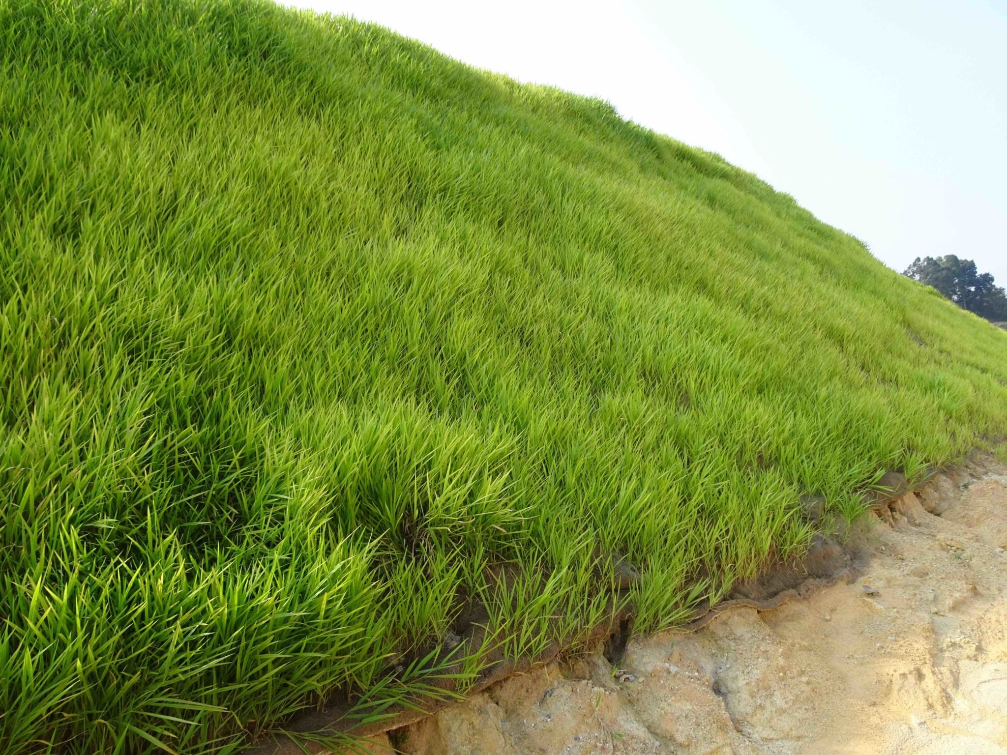 River embankments sown with vetiver grass to protect against currents