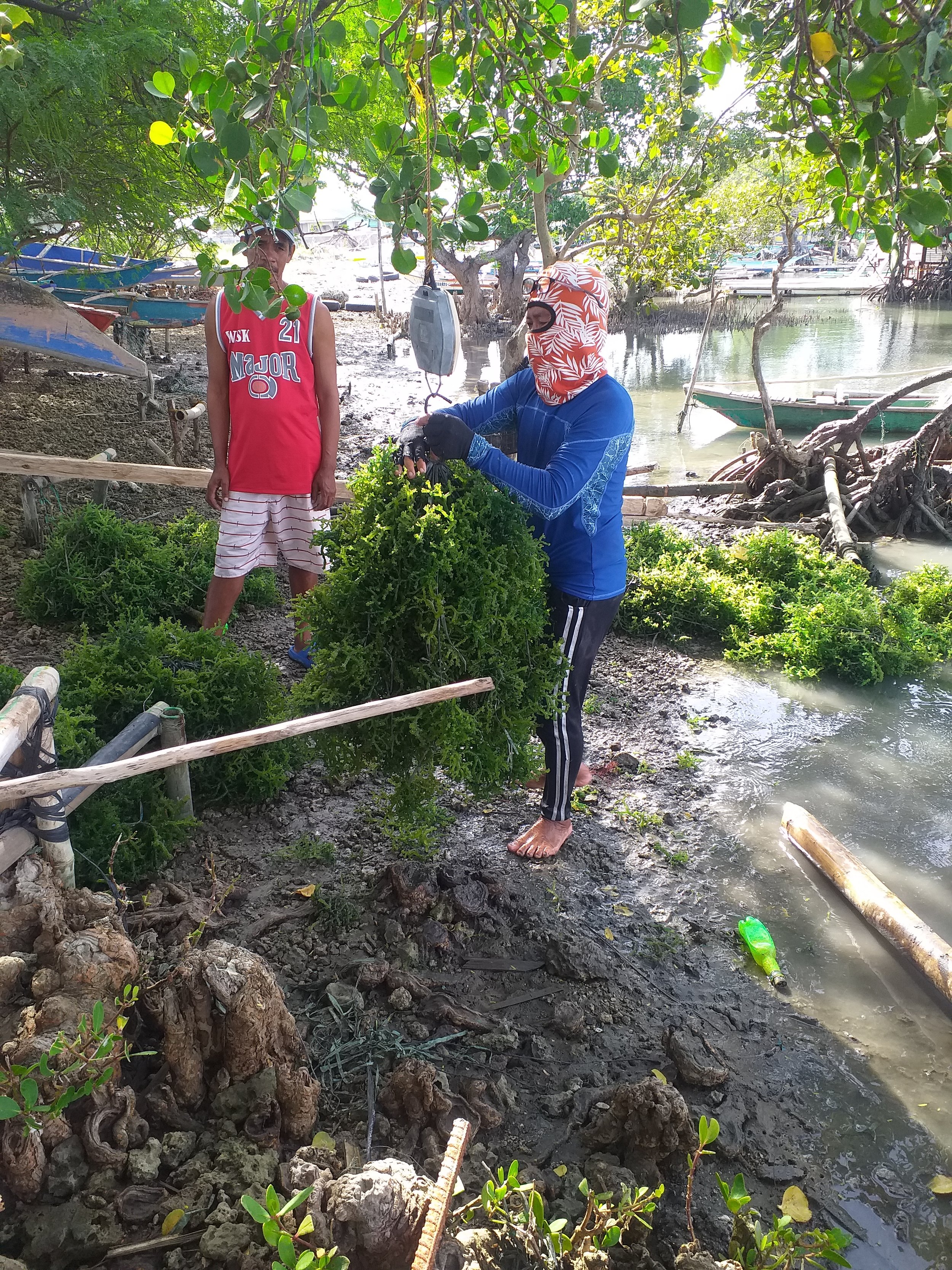 Seaweed industry as livelihood of Calatagan residents