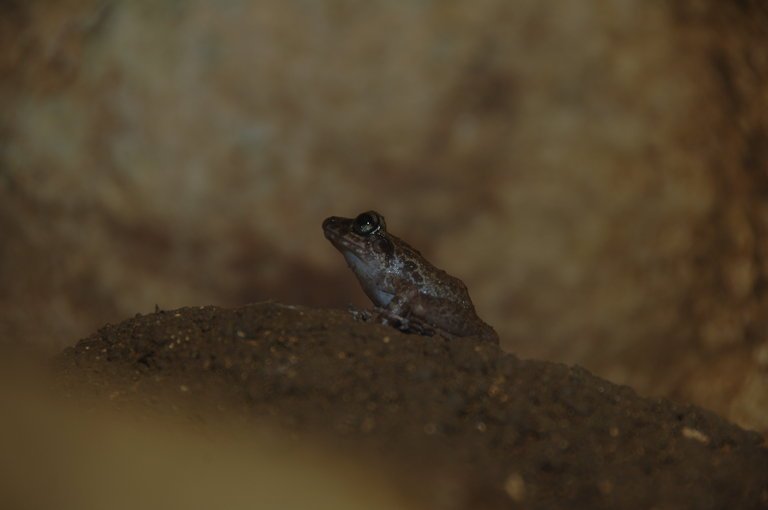 Platymantis insulatus, significant fauna species in Gigantes Island’s watershed