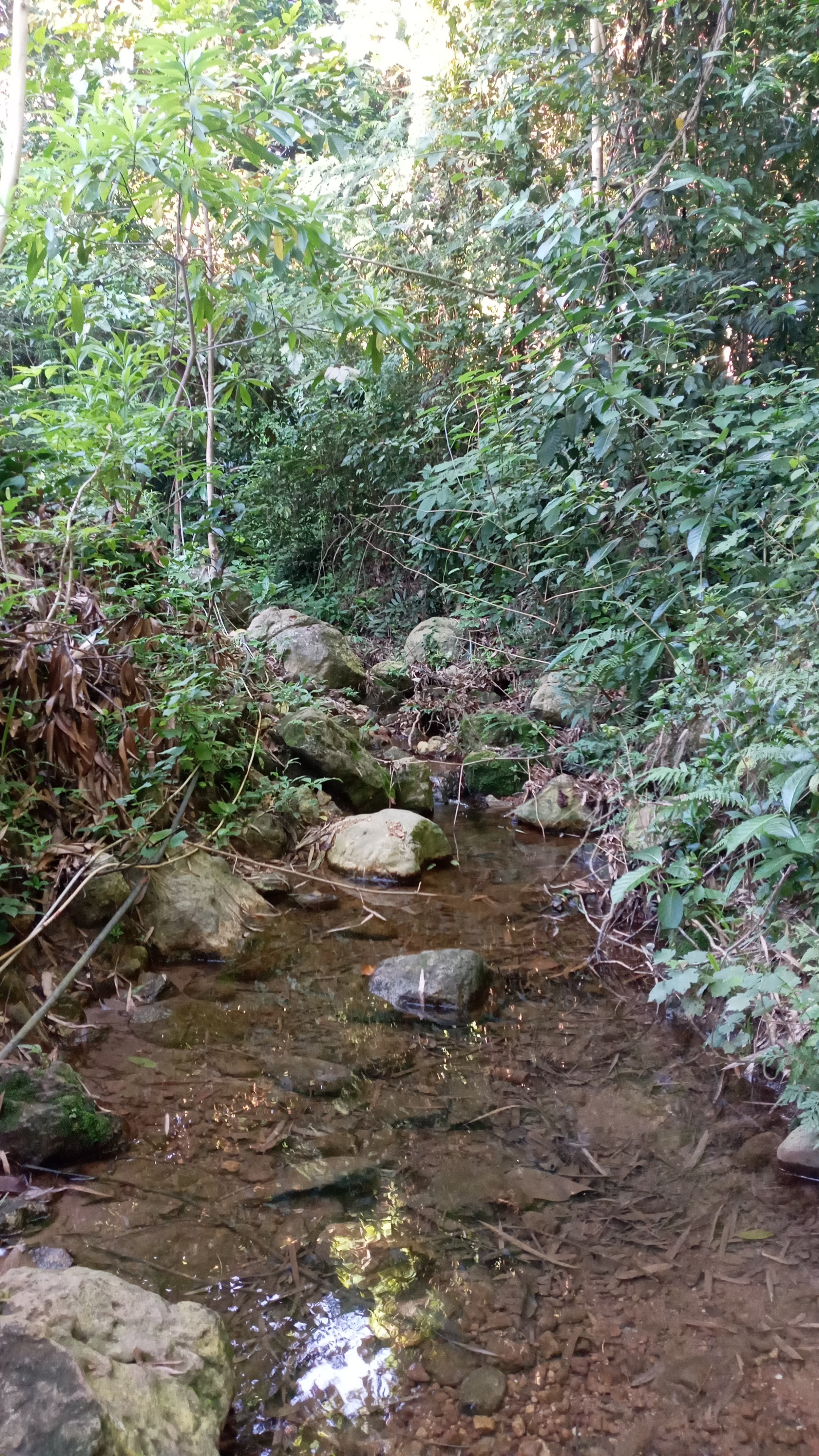 Denuding forest cover in Gigantes Norte Island’s watershed