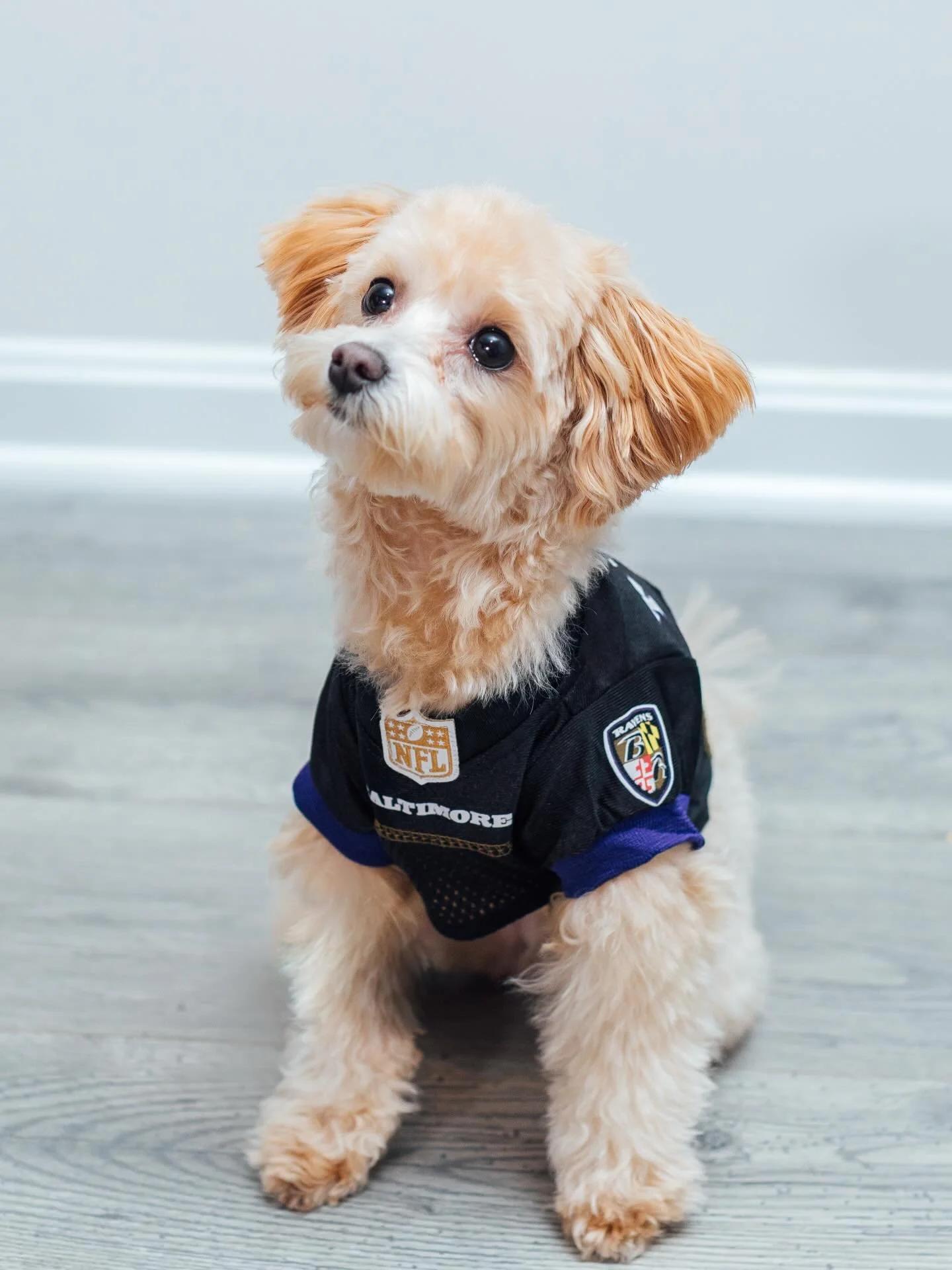 A moment for Bubbles 🐶🐦&zwj;⬛💜 

#ravensfandog #baltimoreravens #ravensnation #ravensflock #gopurple #bmorelove #marylanddogs #baltimoredogs #dogsinjerseys #gamedaydog #marylandpetphotographer #baltimorepetphotographer #mdphotographer
