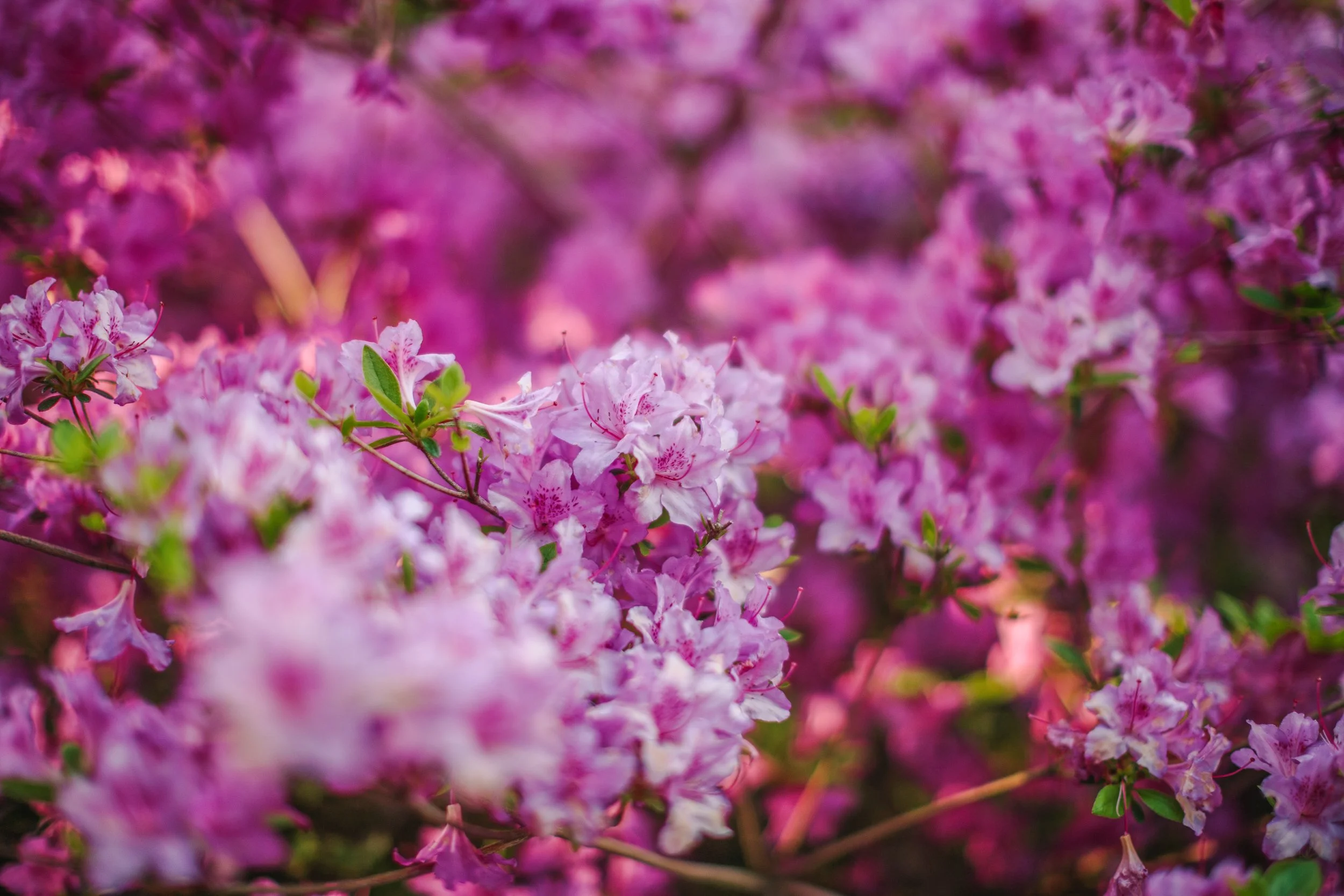 Katie Sprague Photography_Prints-4319.jpg