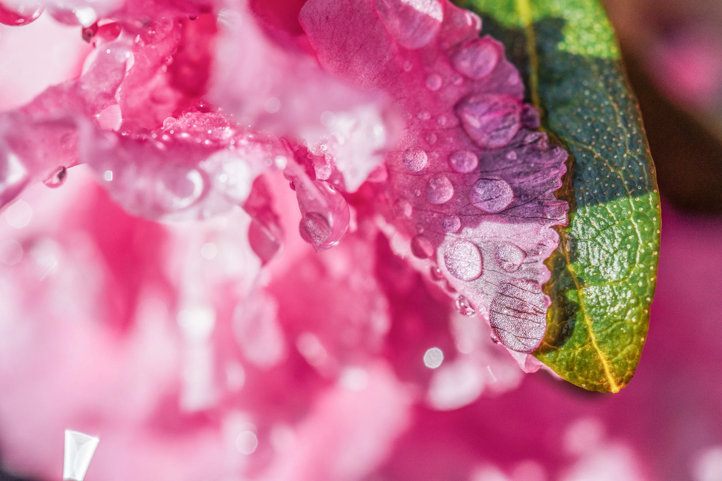 Katie Sprague Photography_Prints-138.jpg