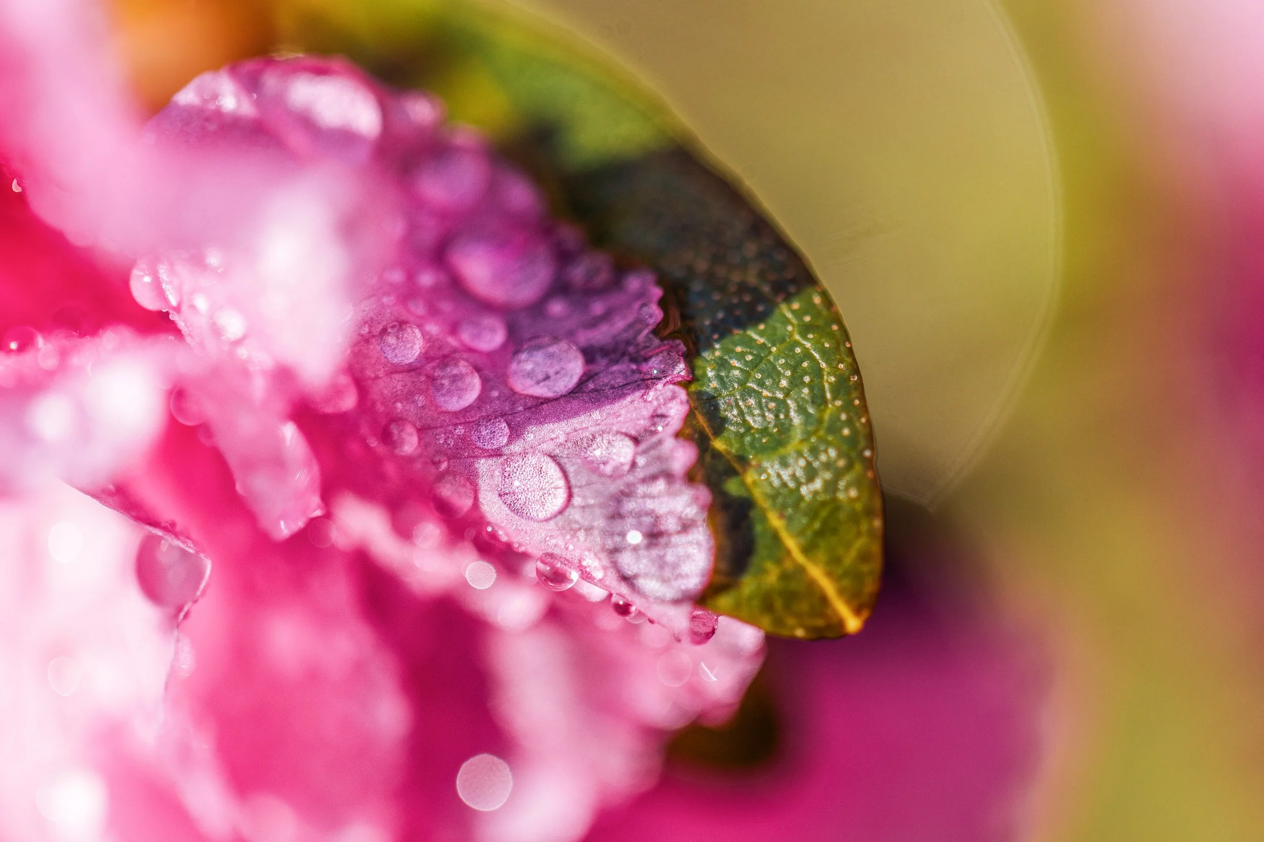 Katie Sprague Photography_Prints-101.jpg