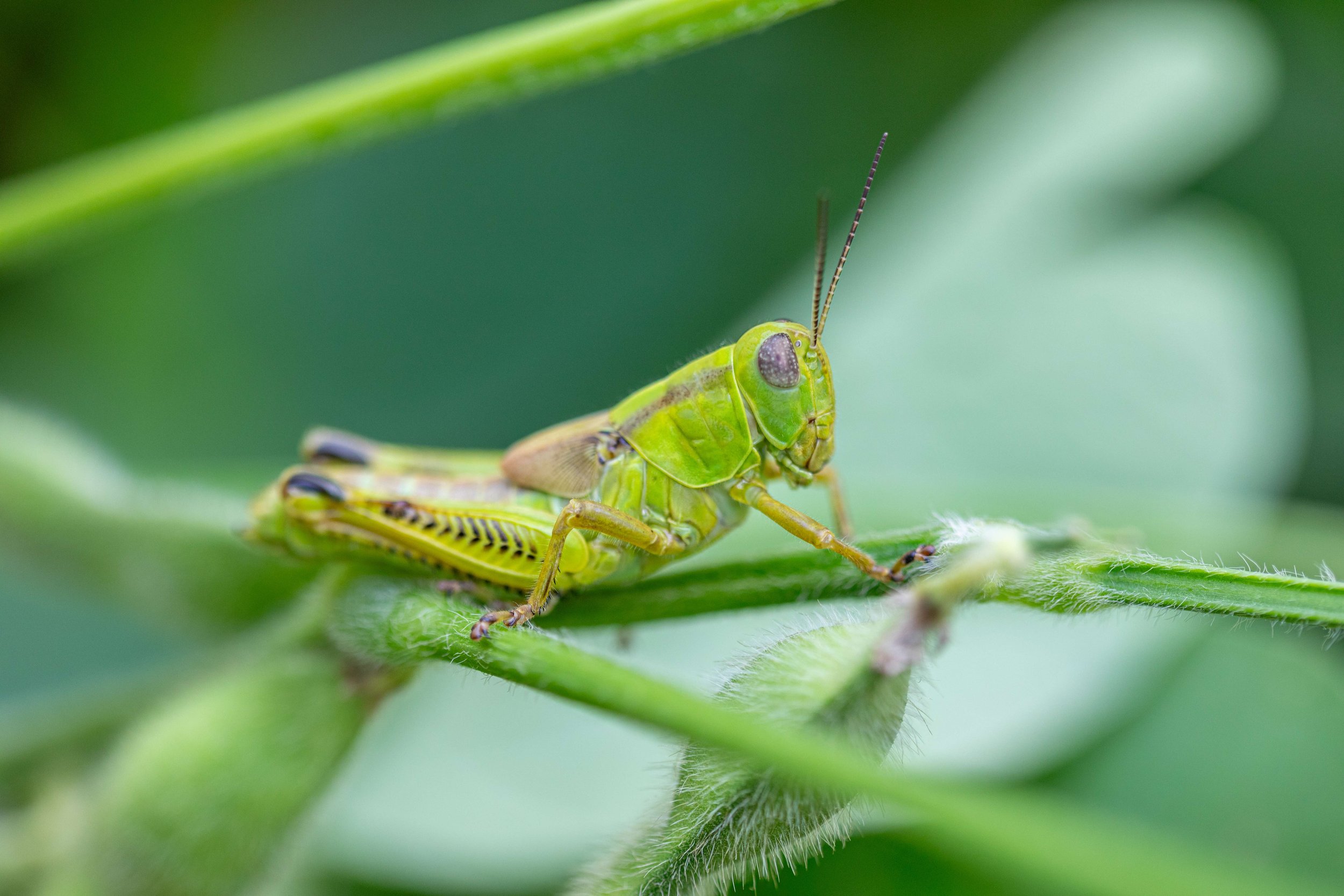 Fells Point Farmers Market Photos-8286.jpeg
