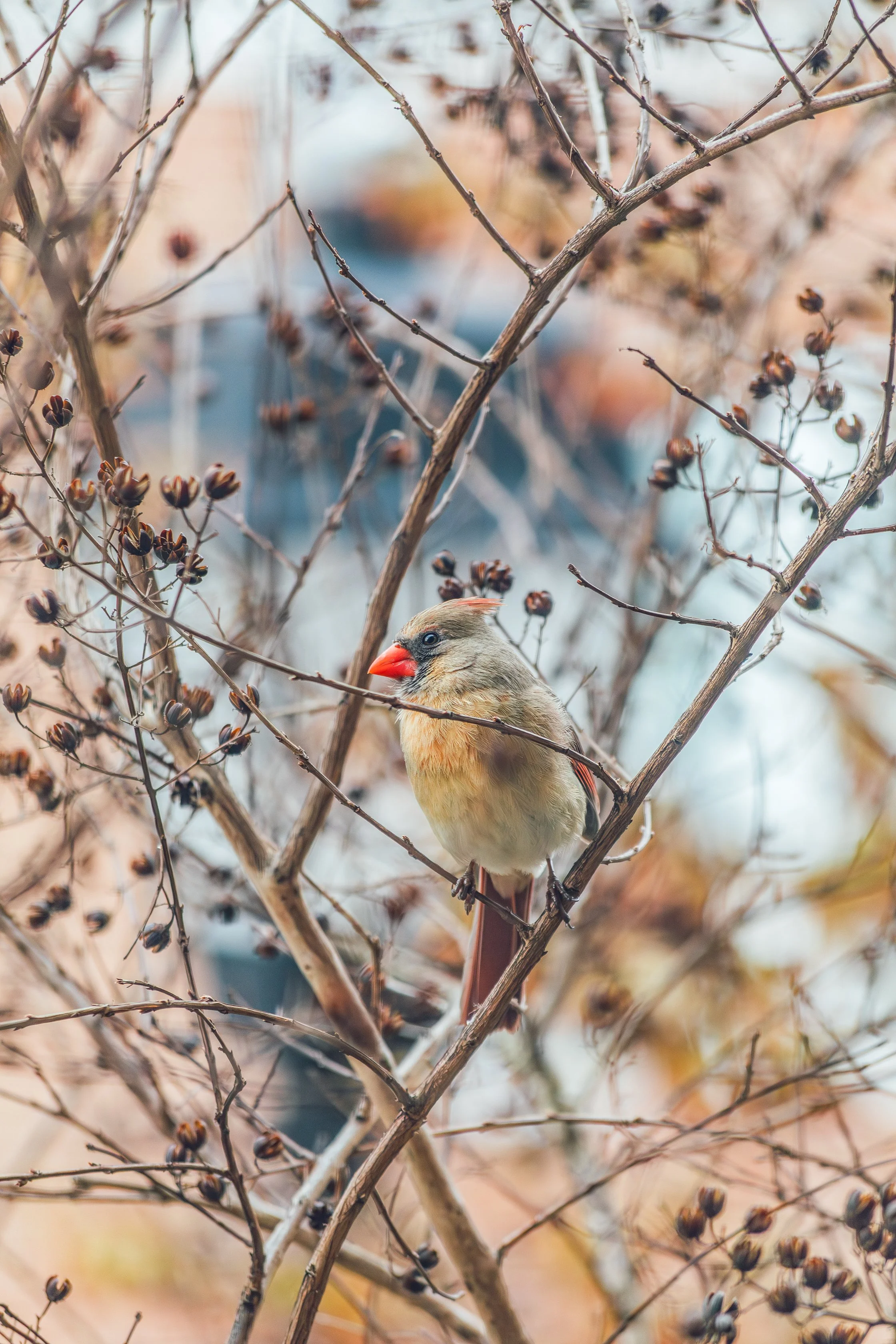 Katie Sprague Photography_Prints--11.jpg