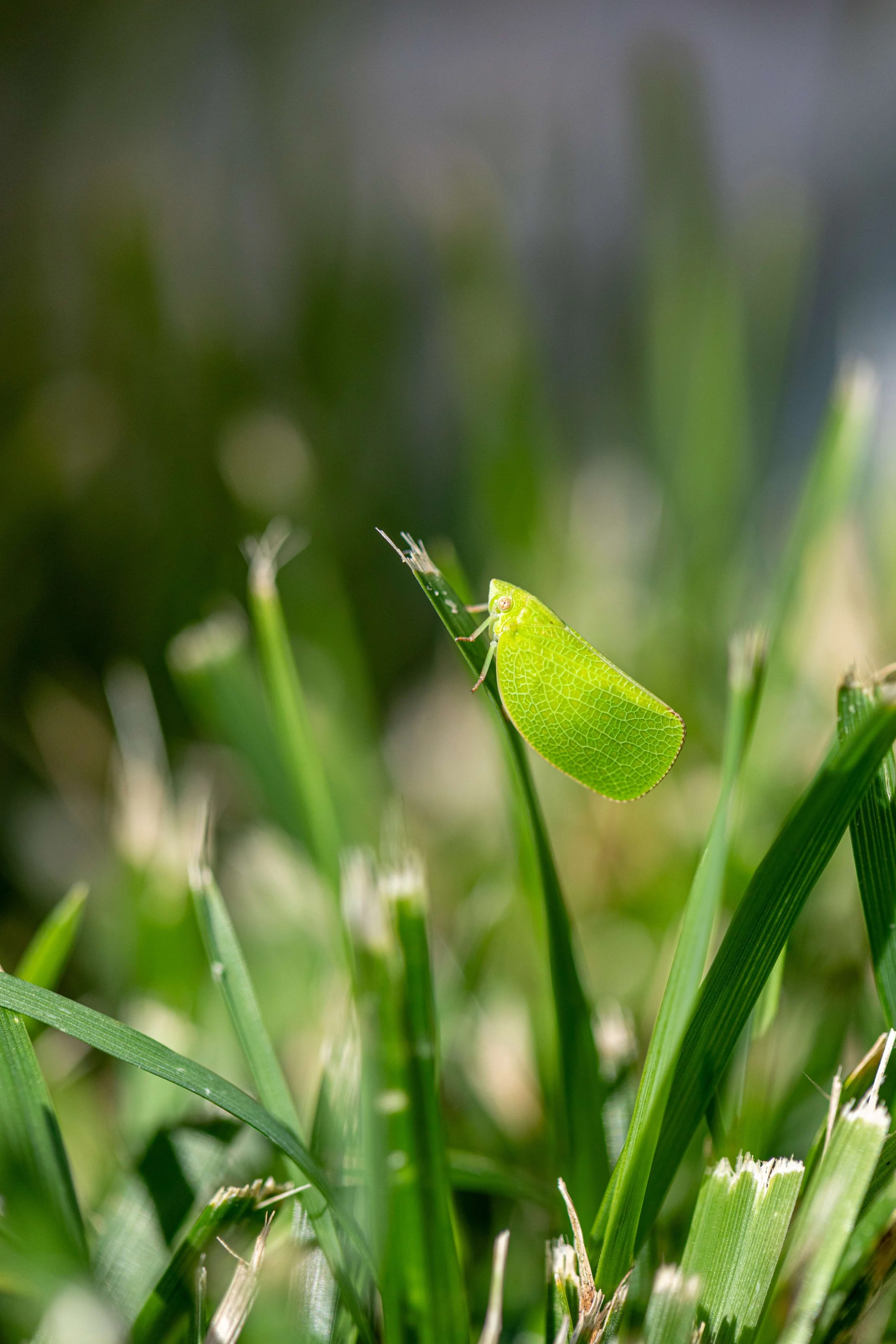 Fells Point Farmers Market Photos-8313.jpeg