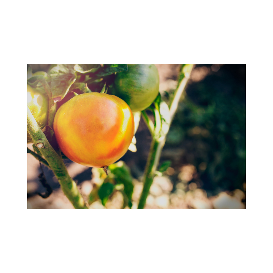 Untitled design (10).png