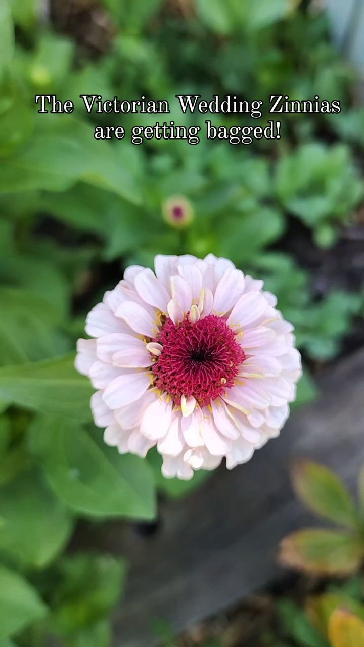 Victorian Wedding Zinnias from @floretflower are getting their organza bags! This allows me to hand pollinate the flowers and save pure seeds from this variety so I can have them again next year!
#victorianwedding #victorianweddingzinnias #flowers