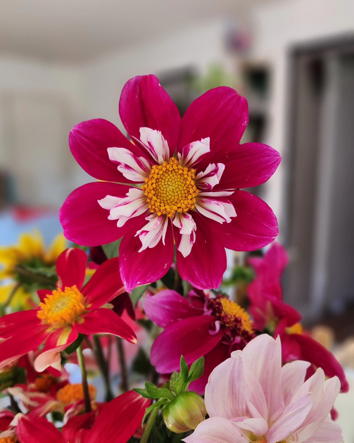 What do I name her?? Taking suggestions! Raspberry Shortcake is my only idea so far, but not sure if it feels like the right fit yet.
This is my favorite Dahlia seedling this year. She is out of the Shooting Stars seed from @floretflower and I know