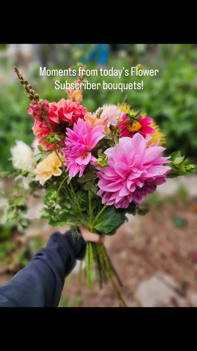 ✨️ Moments from today's Flower Subscriber bouquets!
I'm just in awe and enamored with these daily, I can hardly believe something so beautiful exists here sometimes!
They bring so much joy and calm to my heart!
Flowers included are:
#honeydewdahli