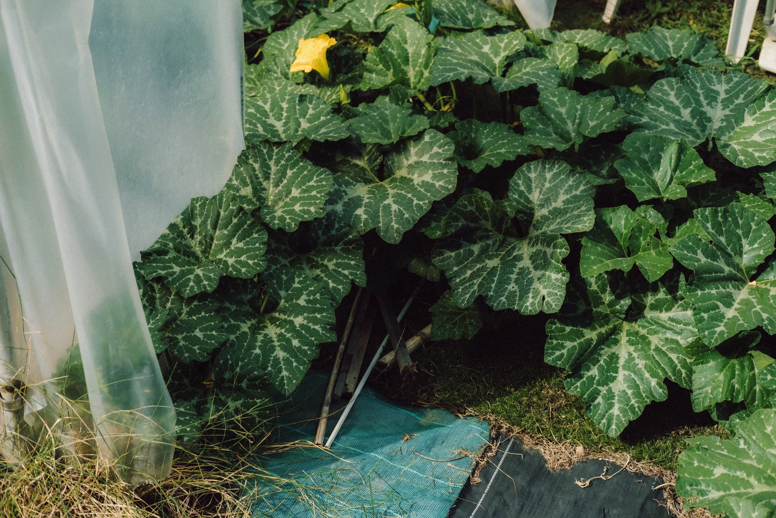 Les Saveurs de la Fondanaye : Le Jardin