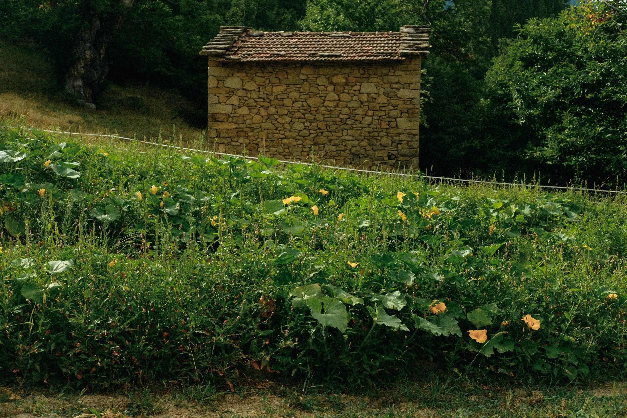 Les Saveurs de la Fondanaye : Le Jardin