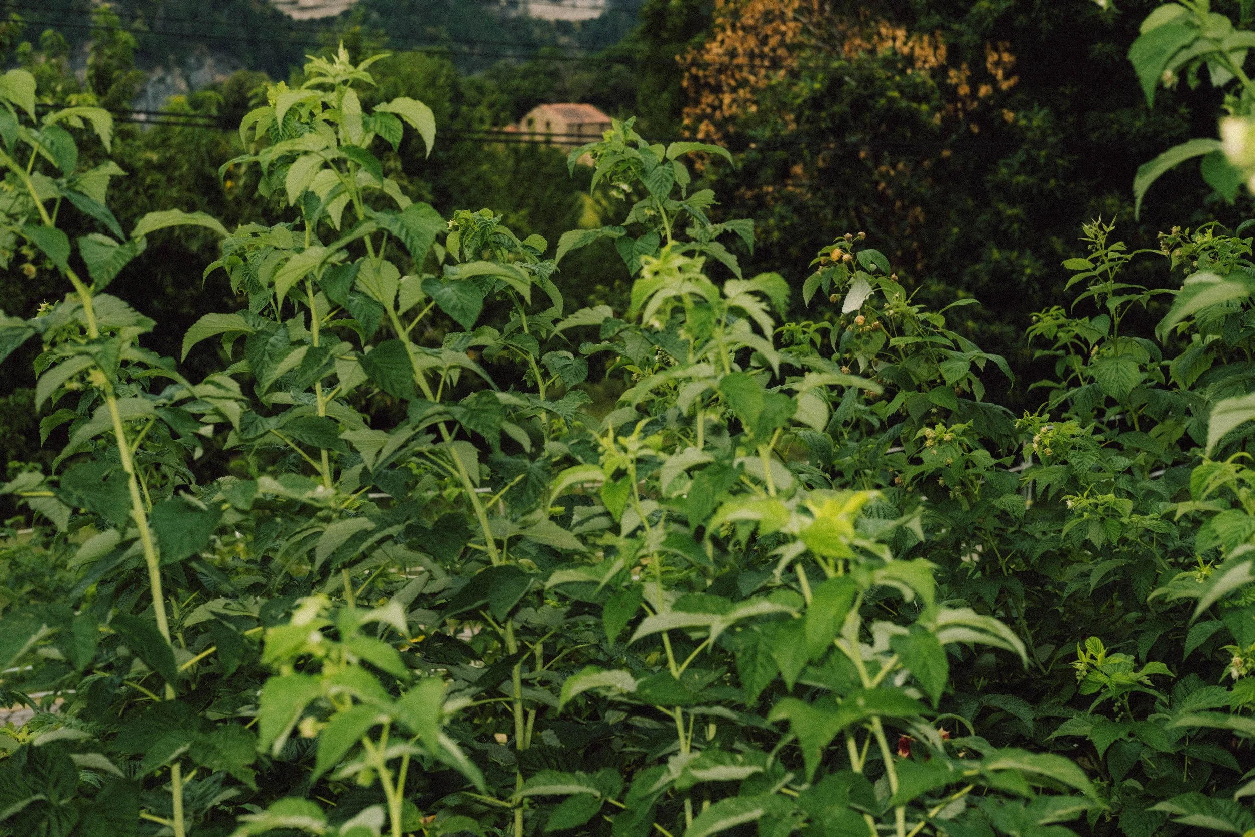 Les Saveurs de la Fondanaye : Le Jardin