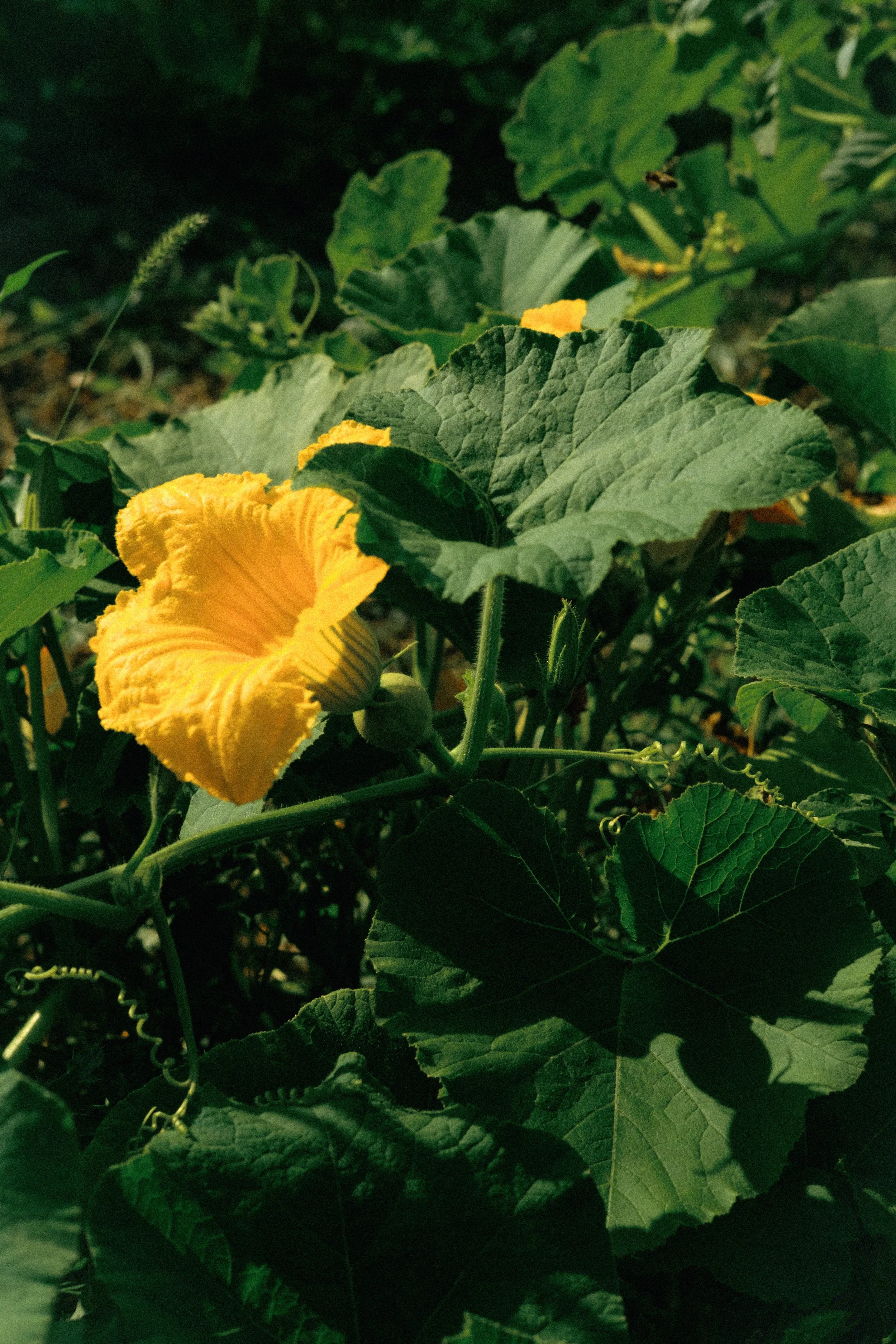 Les Saveurs de la Fondanaye : Le Jardin