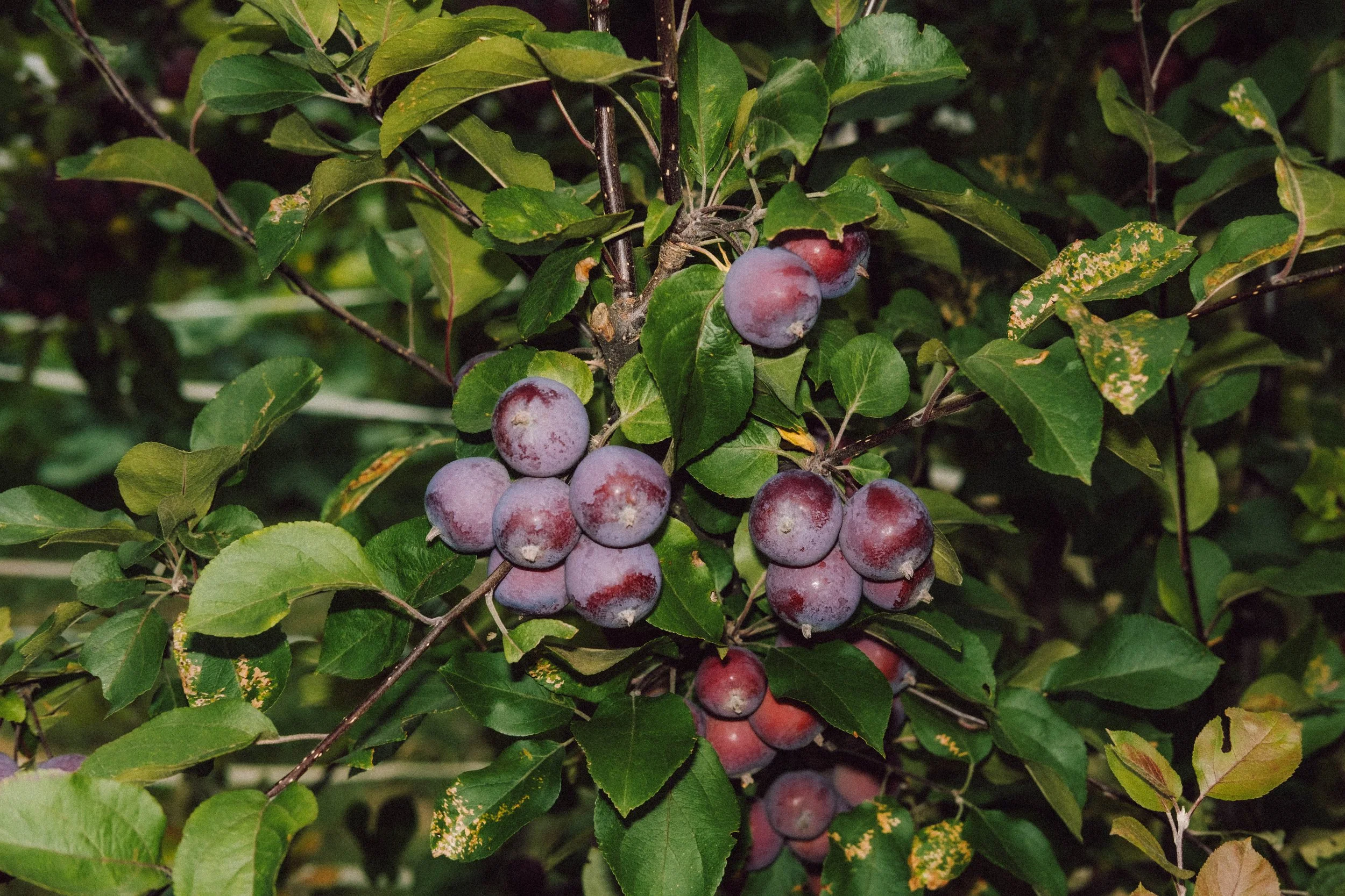 Les Saveurs de la Fondanaye : Le Jardin