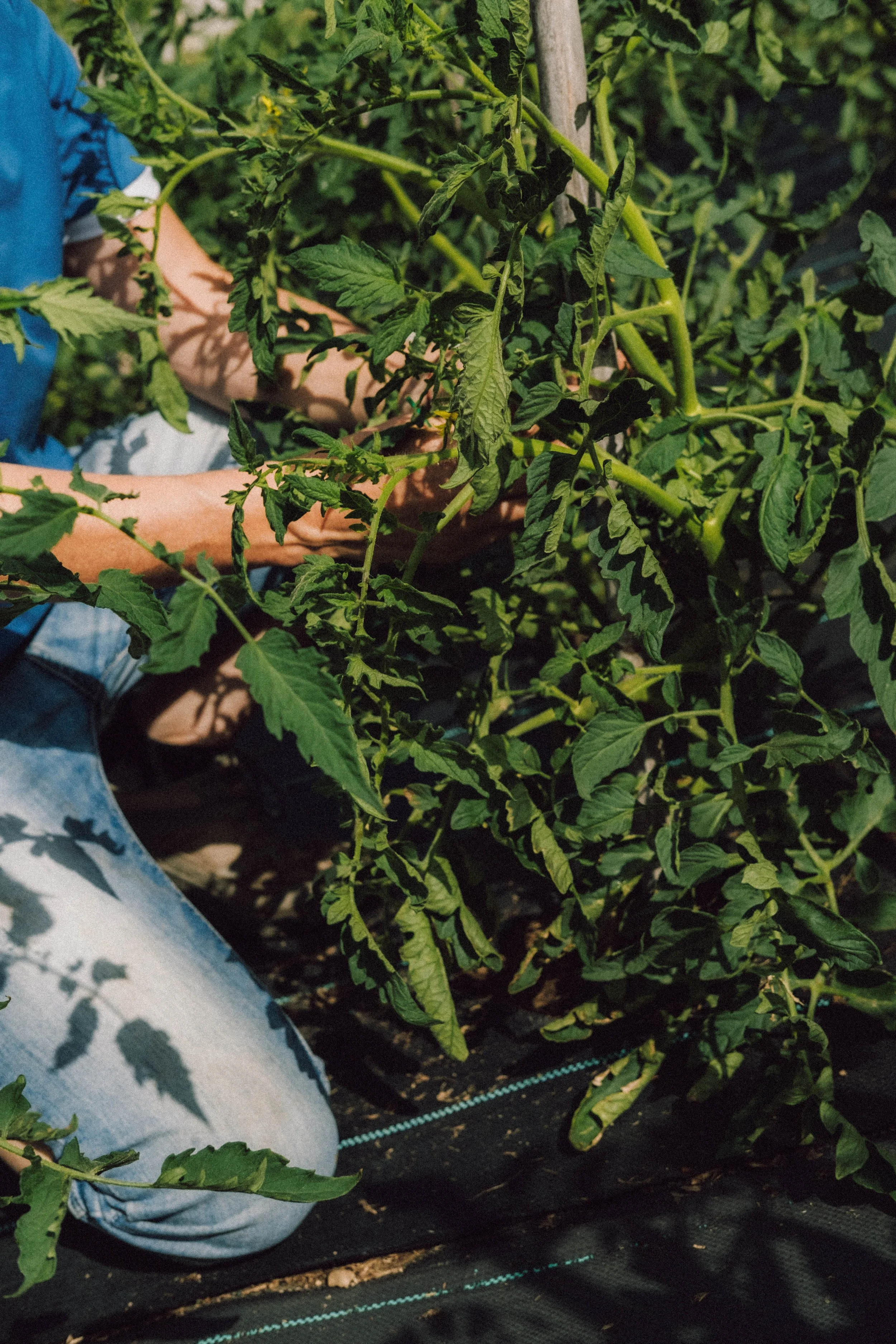Les Saveurs de la Fondanaye : Le Jardin