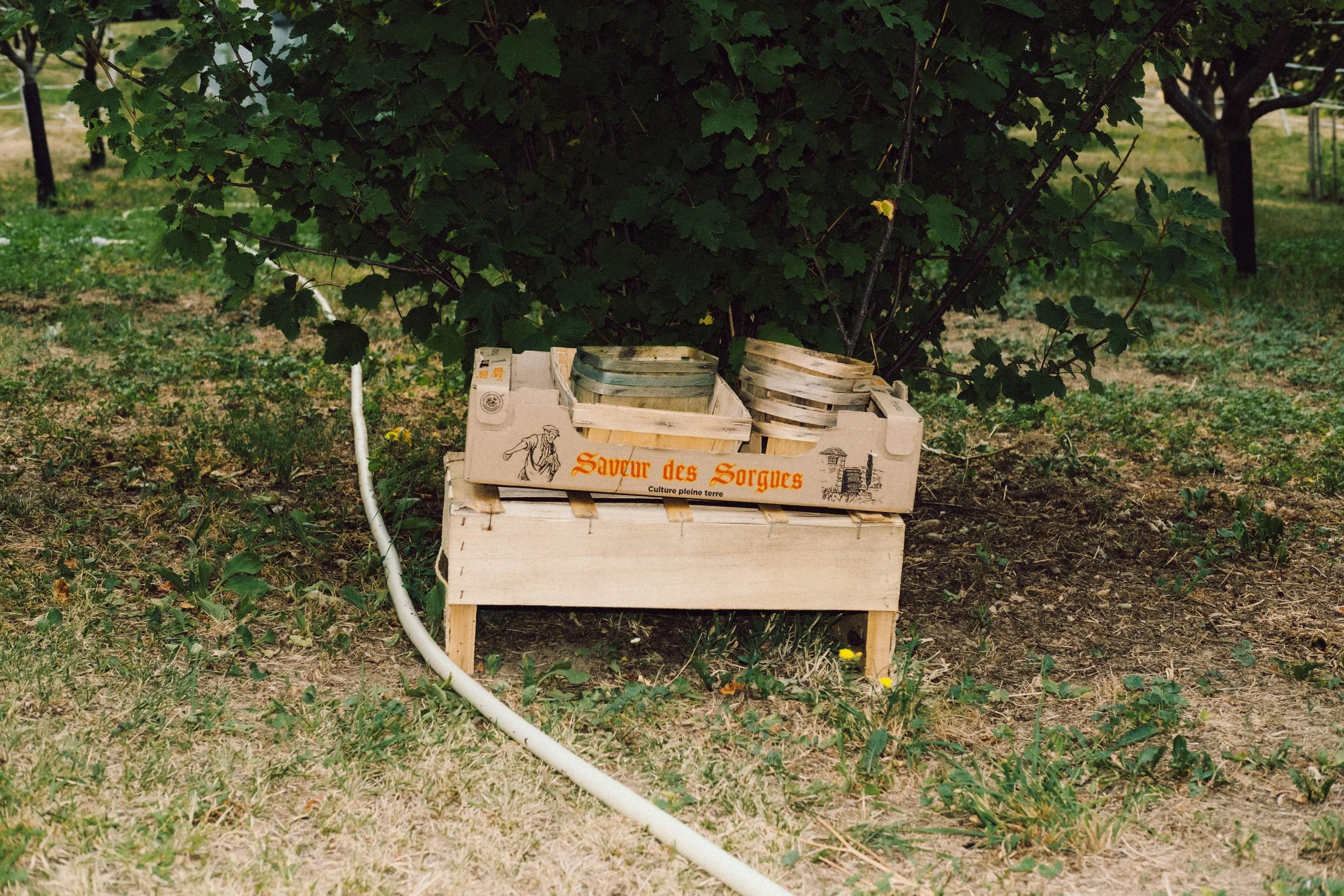 Les Saveurs de la Fondanaye : Le Jardin