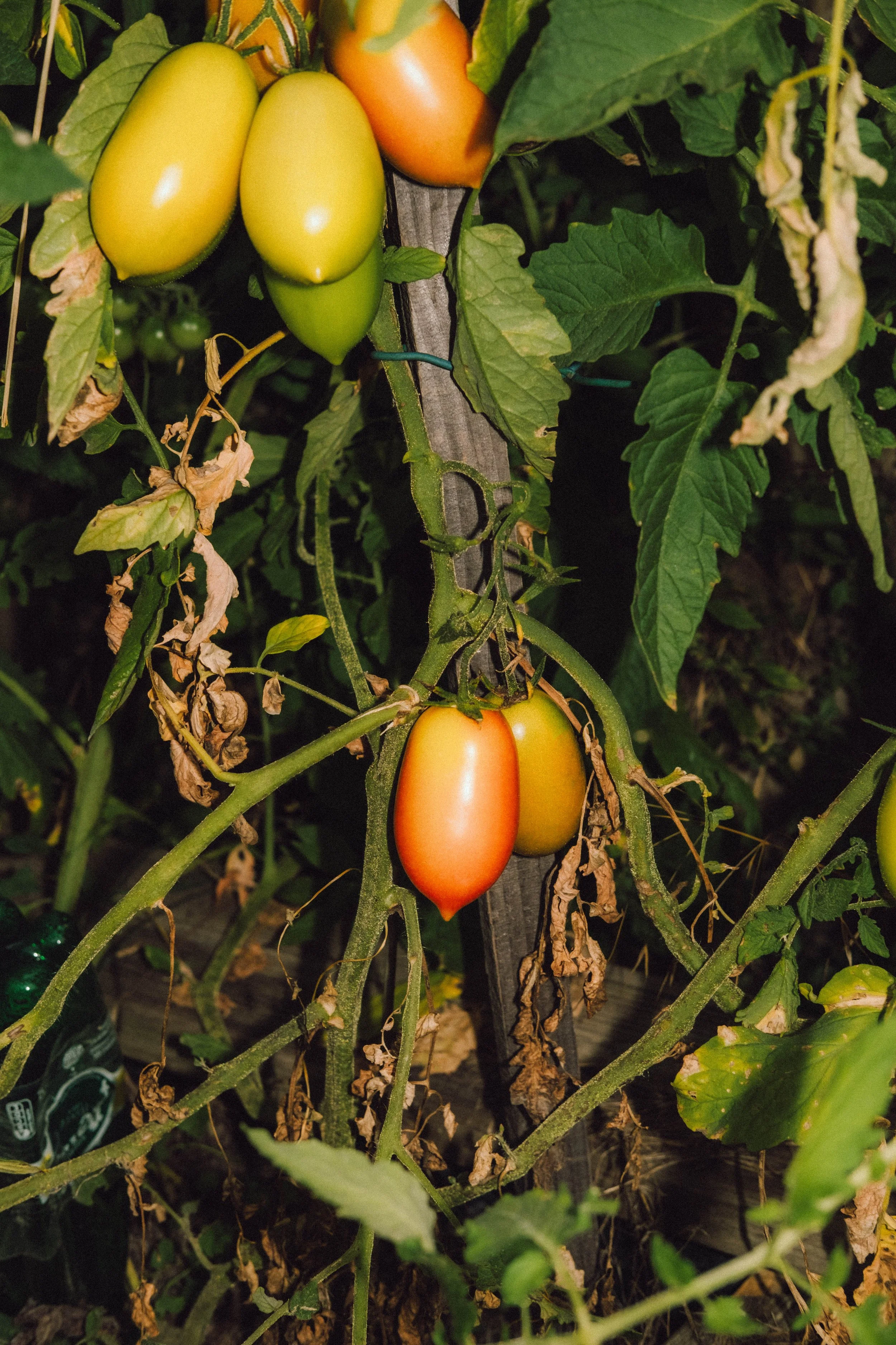 Les Saveurs de la Fondanaye : Le Jardin