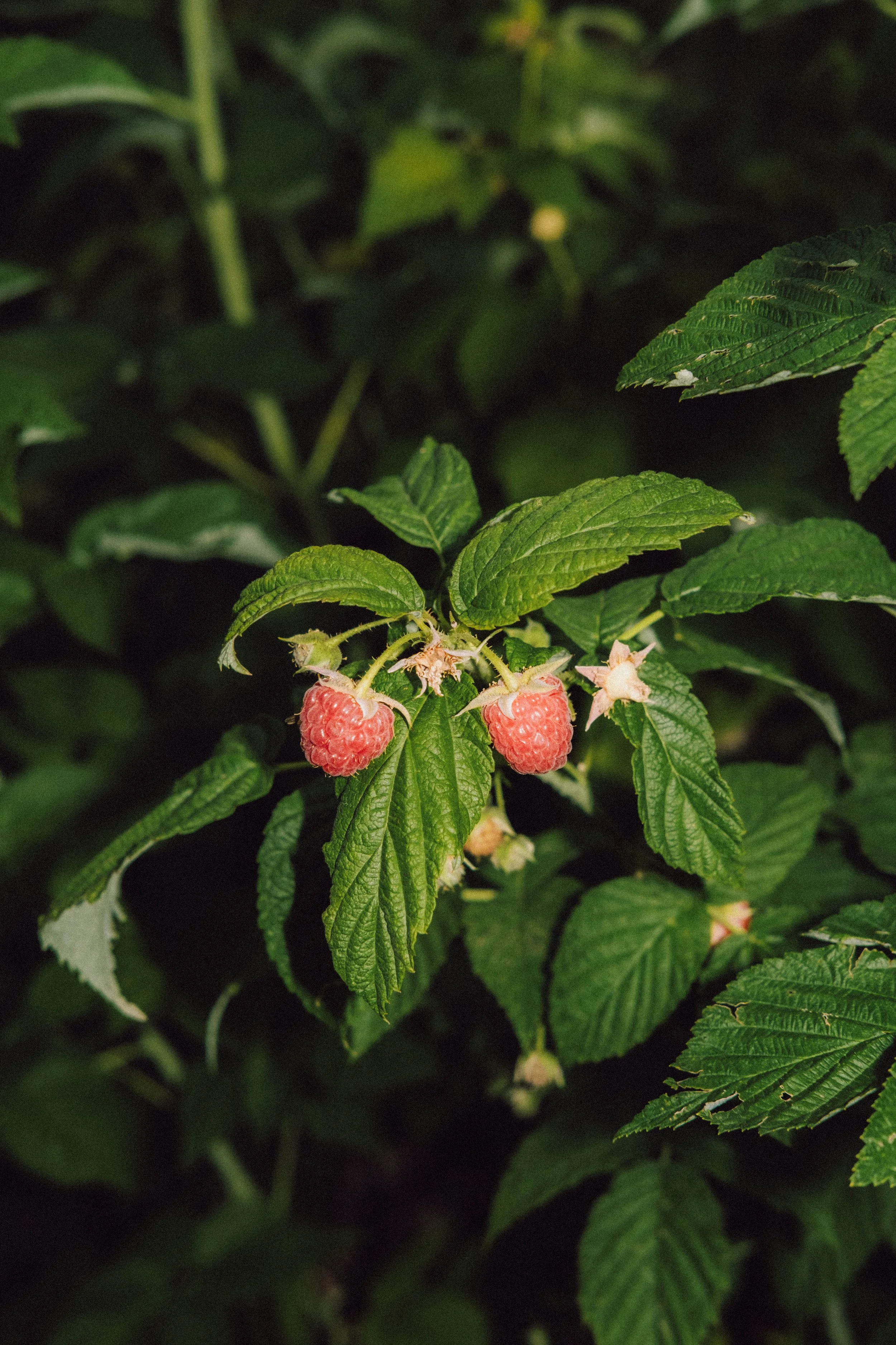 Les Saveurs de la Fondanaye : Le Jardin
