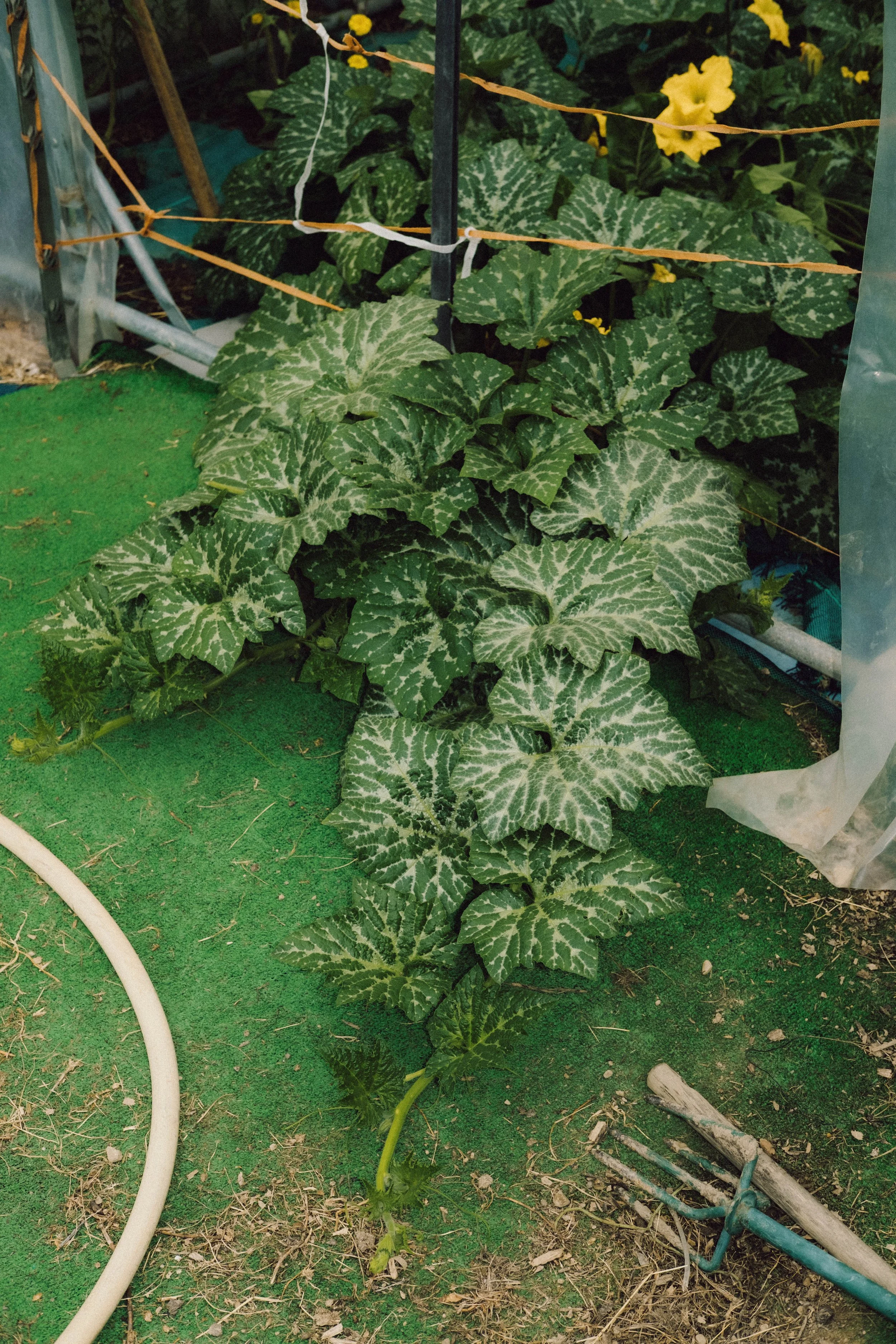 Les Saveurs de la Fondanaye : Le Jardin