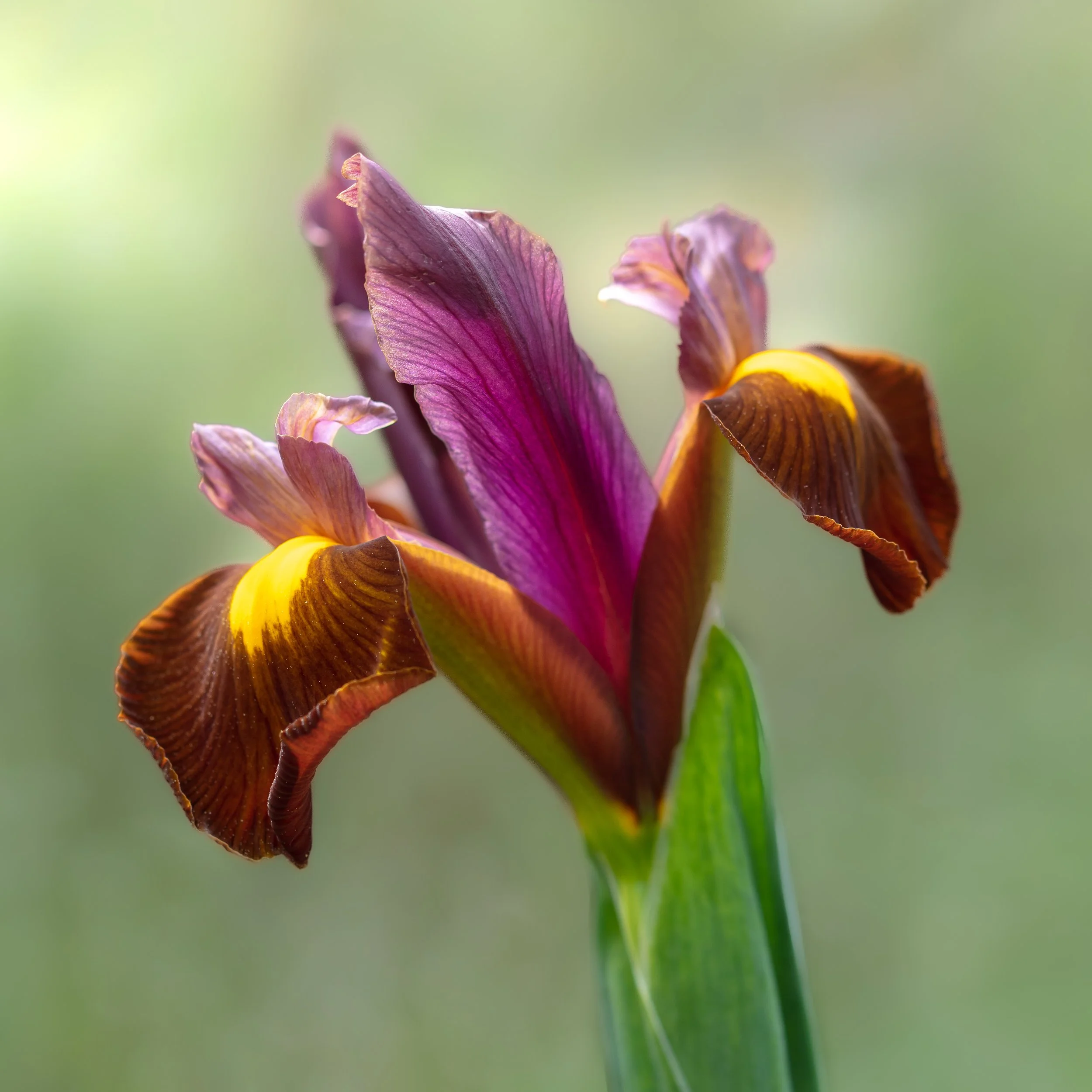 Deep purple iris with brown tones and yellow markings on the falls.