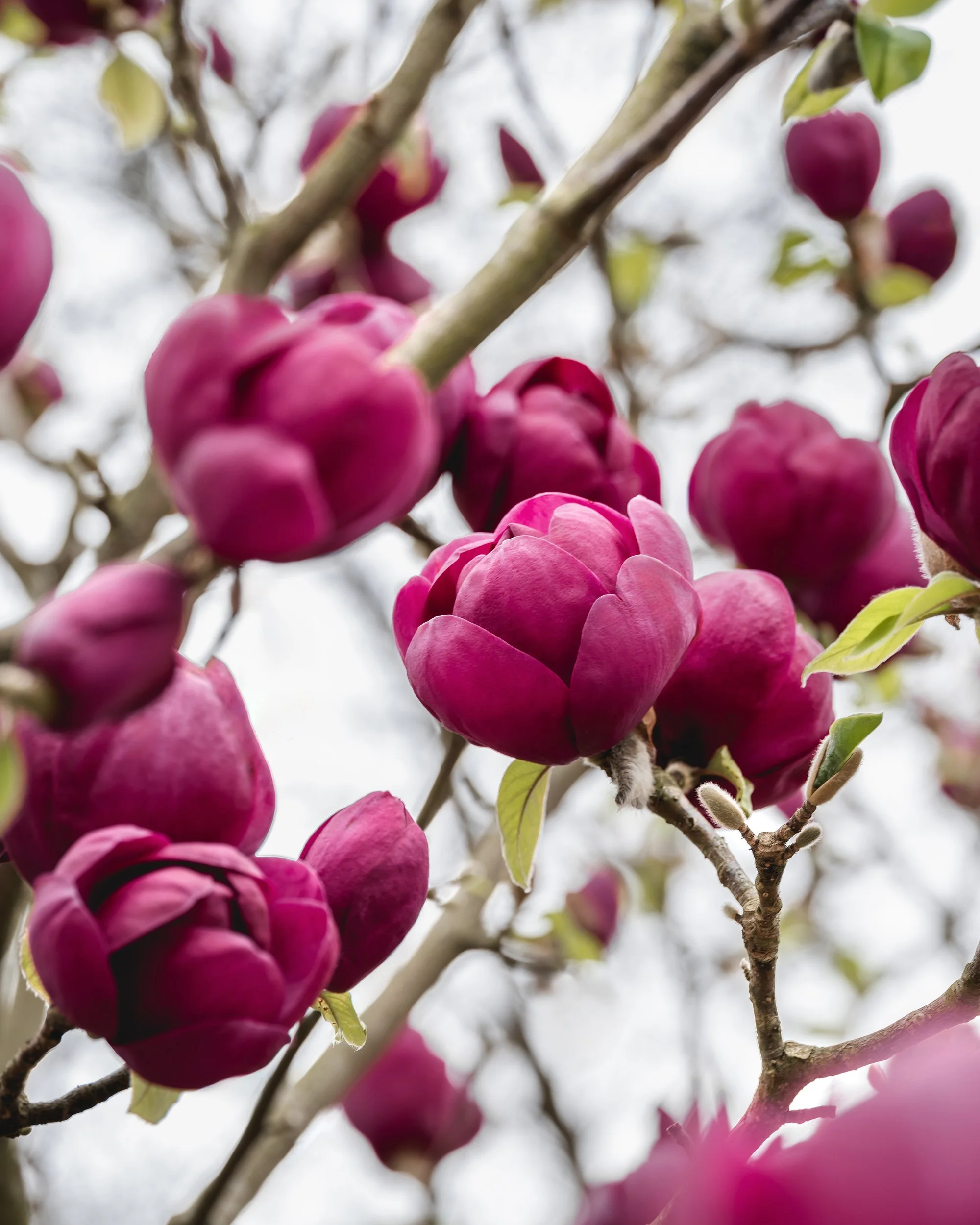 Deep pink tulip magnolia flowers on bare tree branches.