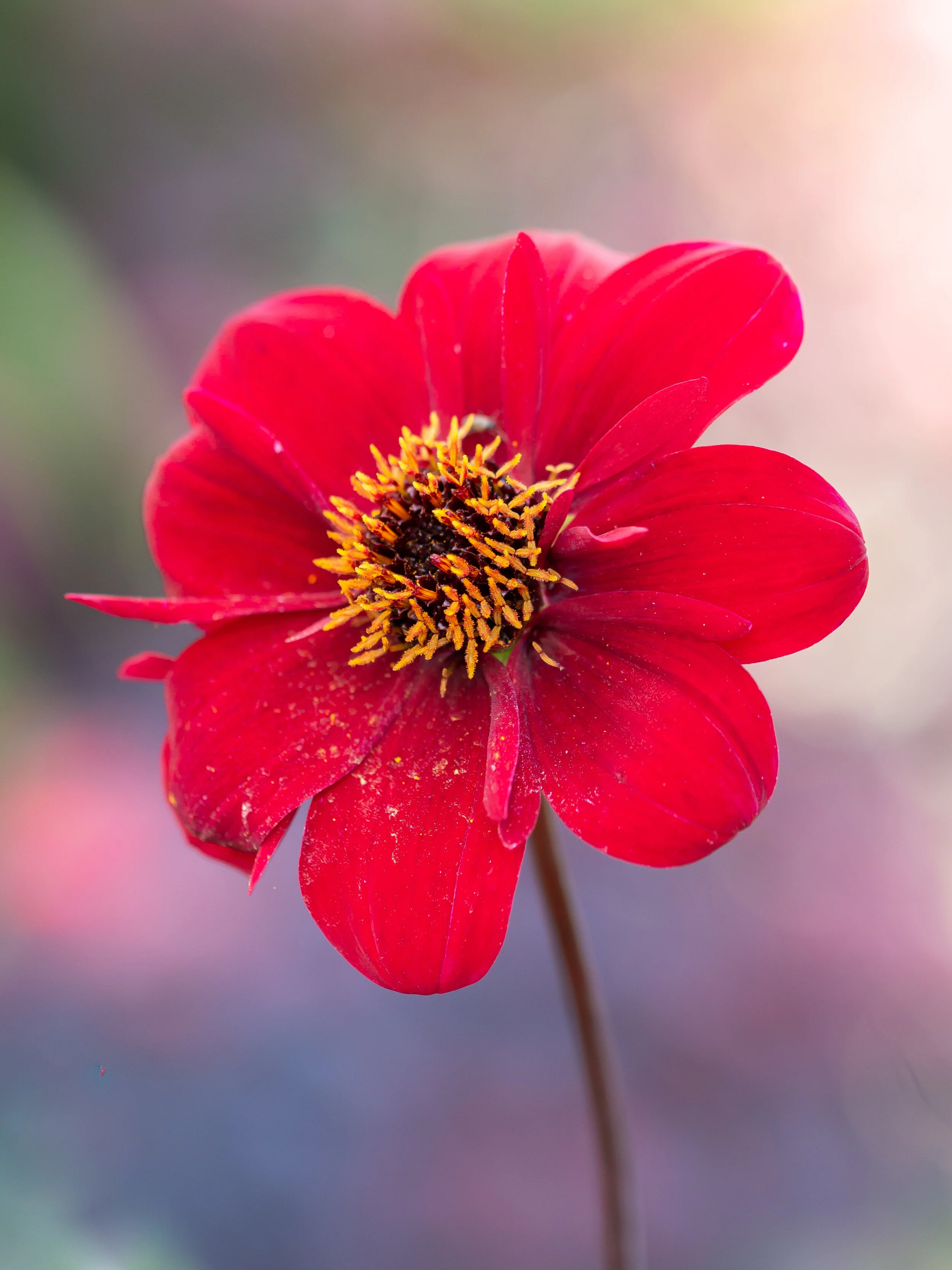 Red dahlia with open petals and a dark central disc.