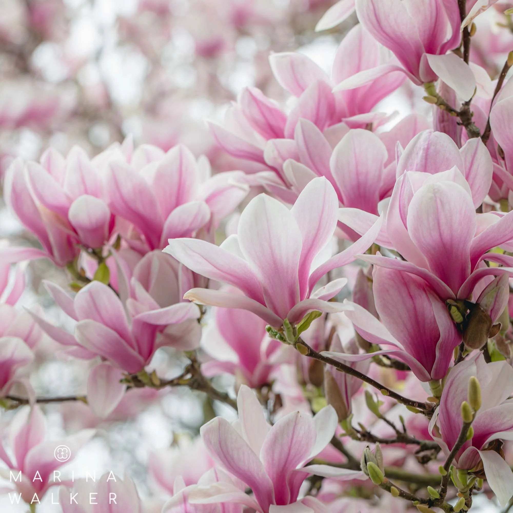 Marina Walker Magnolia Blossom blank floral greeting card
