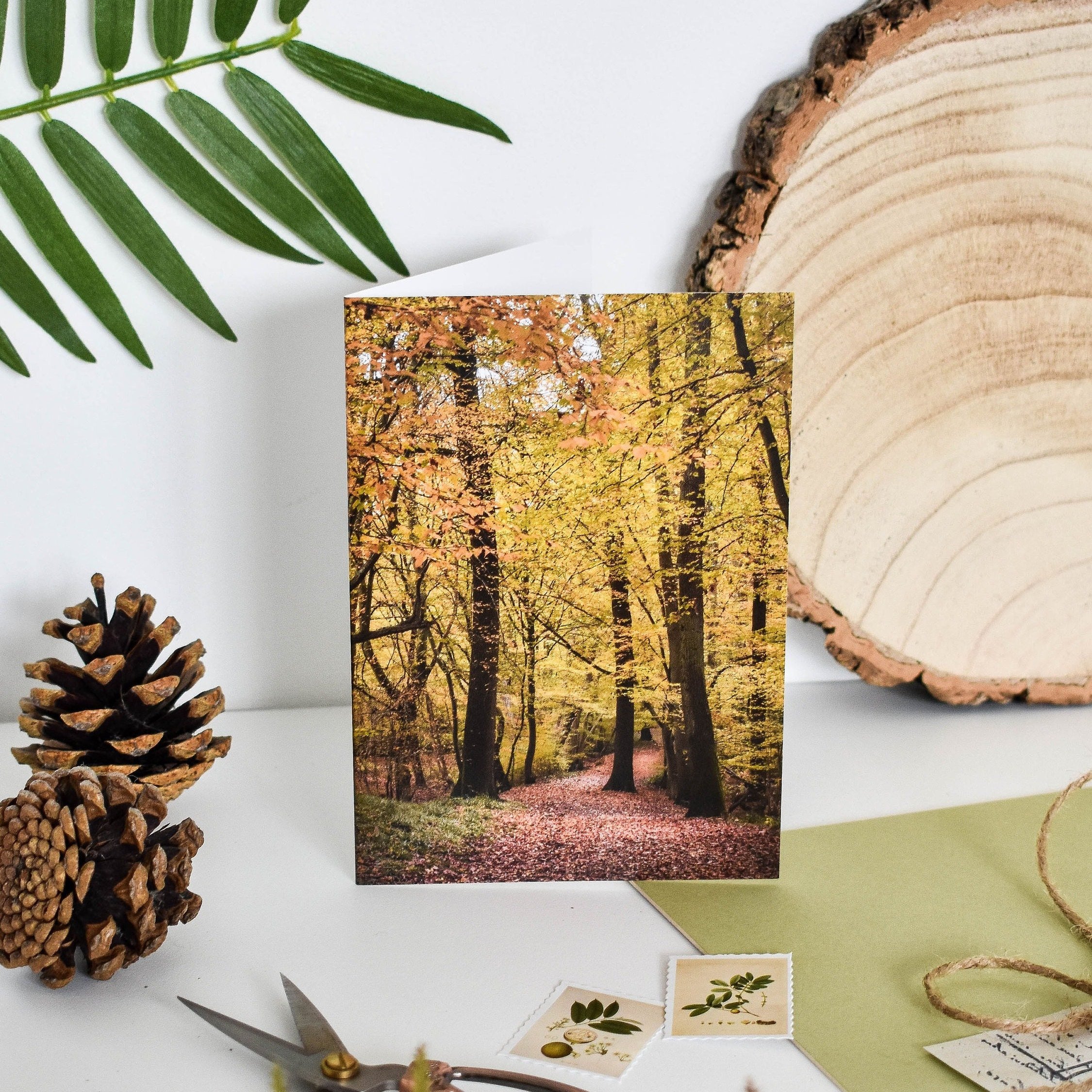 Marina Walker Set of 6 Woodland Greeting Cards