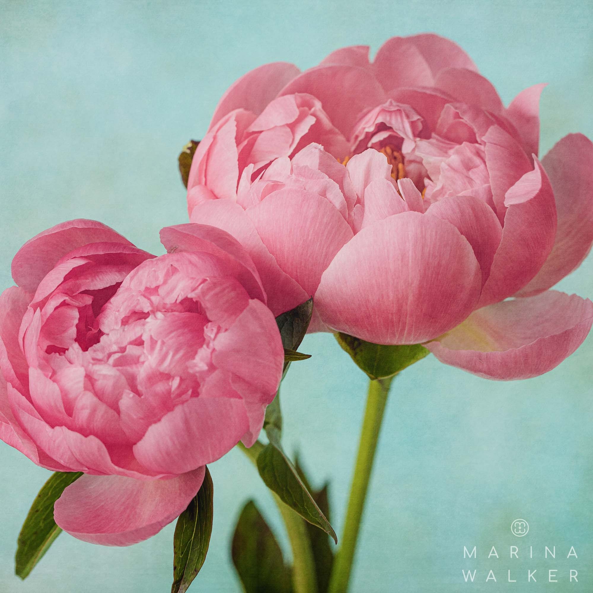 Marina Walker pink and blue peonies floral blank greeting card
