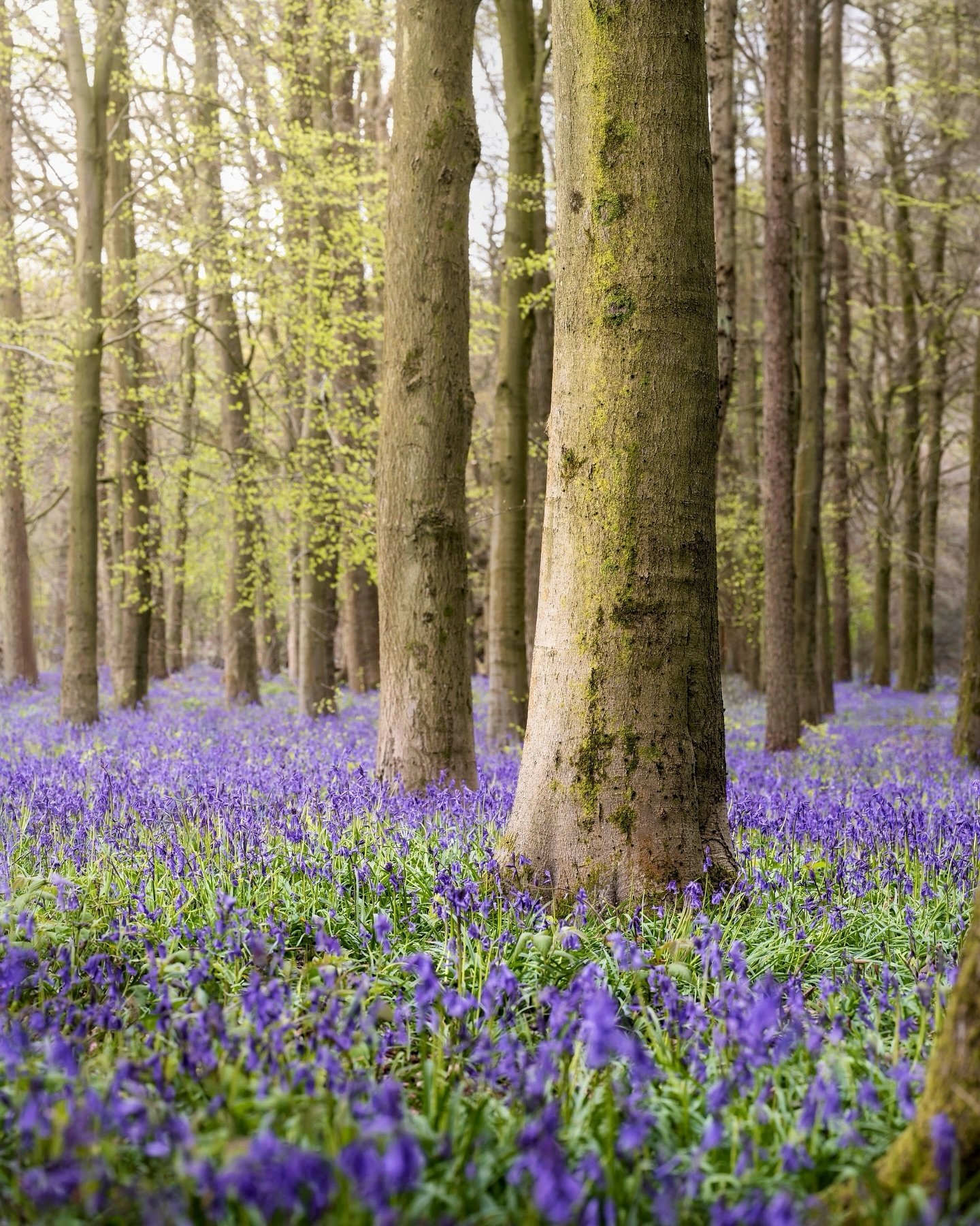I finally made it over to the Ashridge Estate to see the bluebells. I&rsquo;ve been meaning to visit for years but timing has never worked out. I decided not to wait for a sunny day, opting for drizzle and making the best photographically of whatever