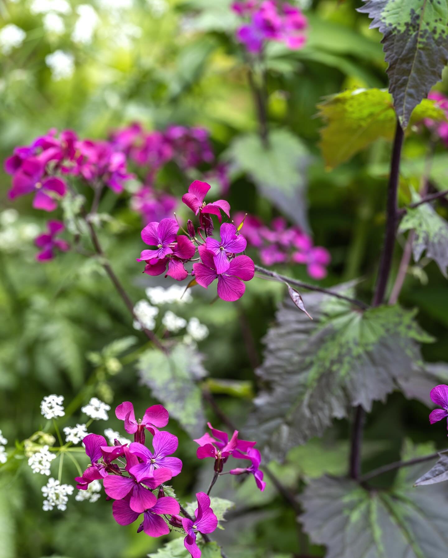 Dreamy border with pink-purple Honesty (Lunaria annua &lsquo;Chedglow&rsquo;) and cow parsley 💜
.
.
.
.
#springborder #honestyplant #lunariaannua #cowparsley #gardenborder #gardenphotography #gardeninspiration #cottagegarden #englishgarden #flowerph