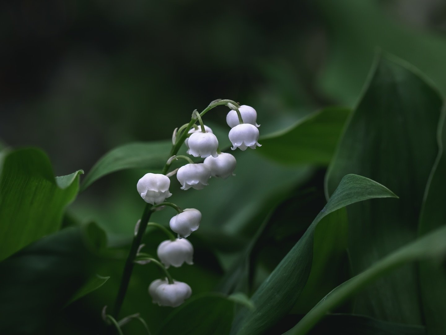 How is it May?! This year is flying. In France, Lily of the Valley is traditionally gifted to loved ones on May Day (&lsquo;La F&ecirc;te du Muguet&rsquo;) to symbolise good luck and love. Here, I have them growing in the garden and they have quite p
