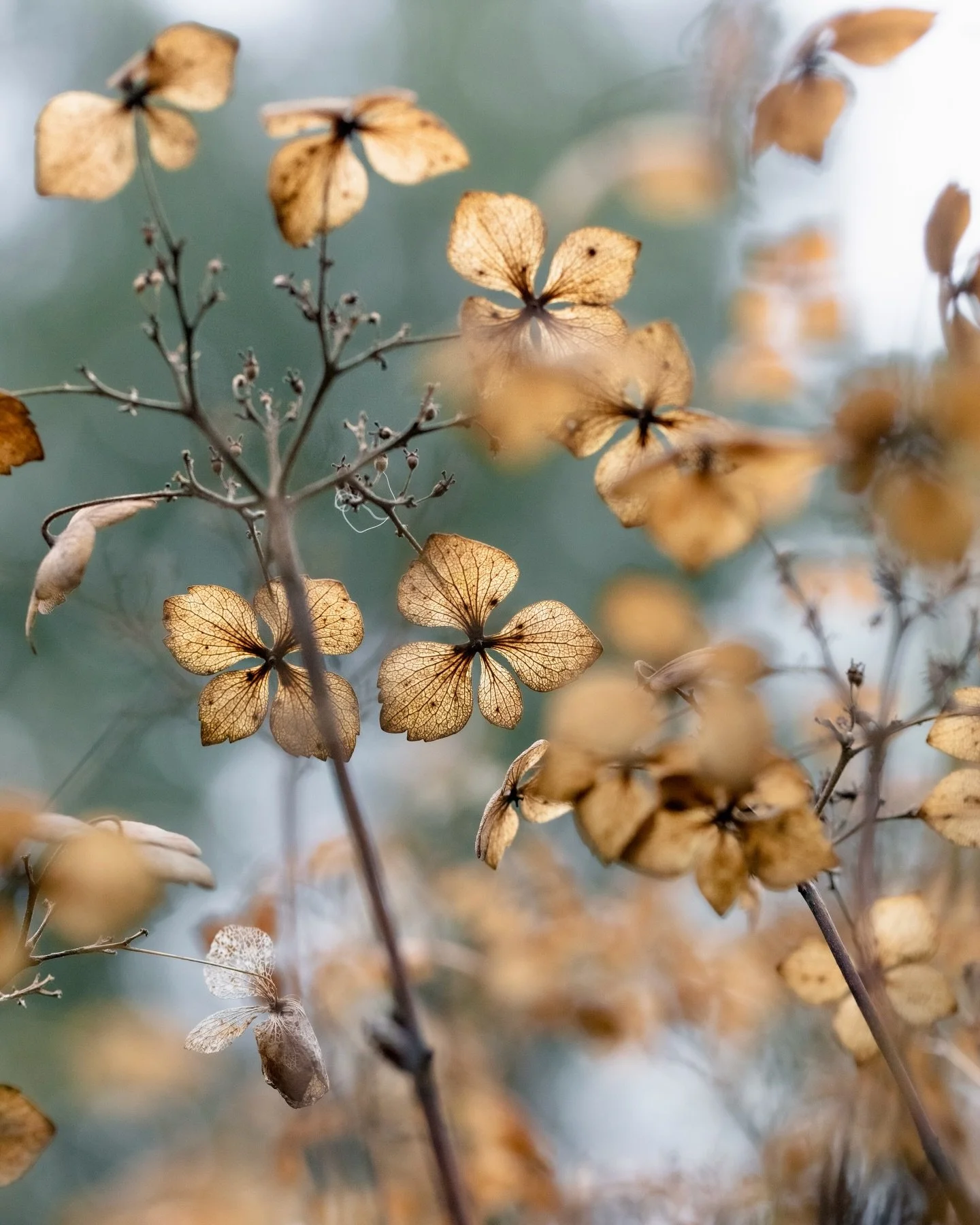 Winter solstice ✨ Upwards from here, folks 

#macrophotography #flowerphotography #december #driedhydrangea