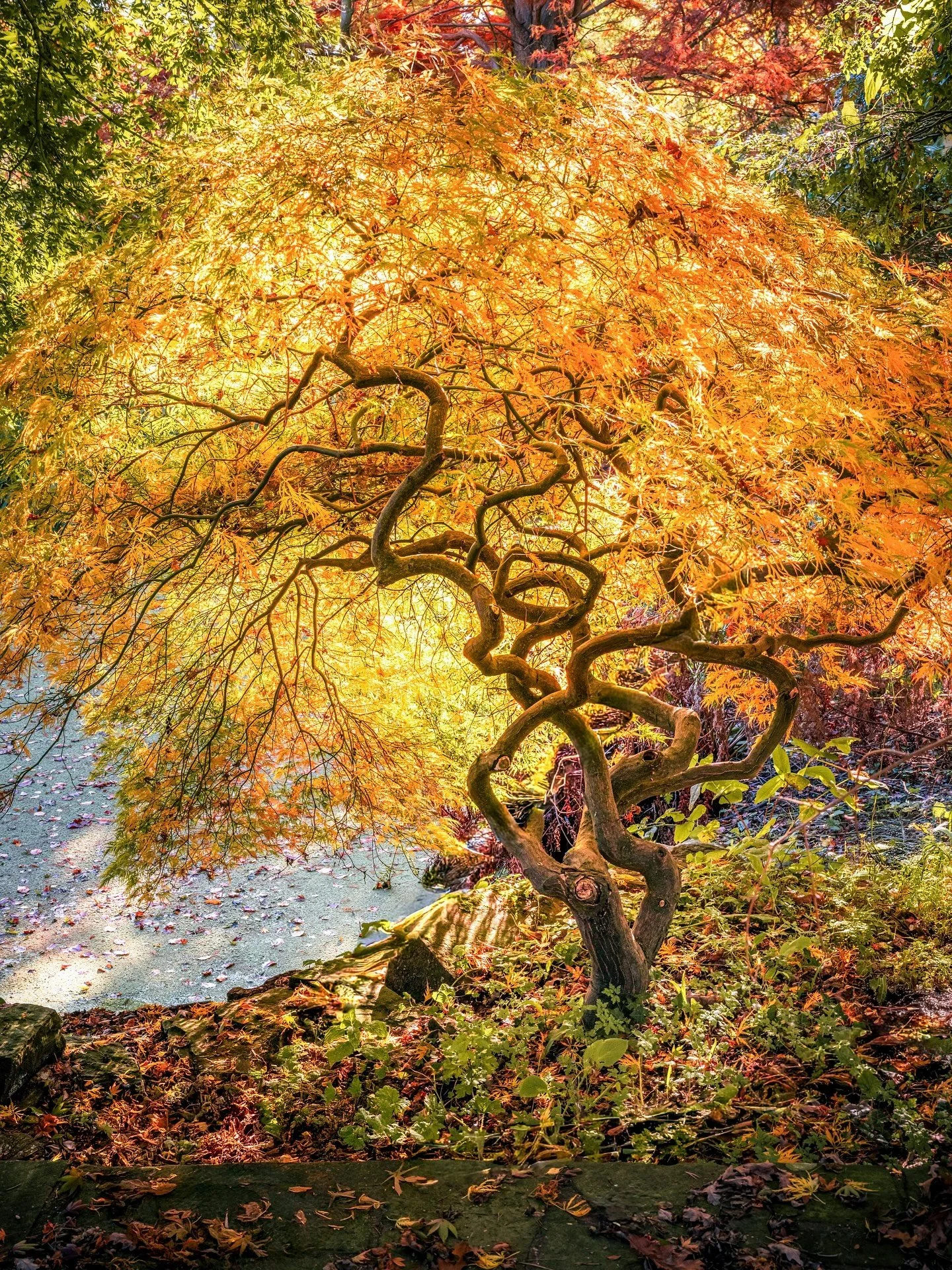 Oh Autumn 🧡

#gardenphotographer #gardenphotography #japanesegarden #japanesemaple #acer #octobergarden #londongarden