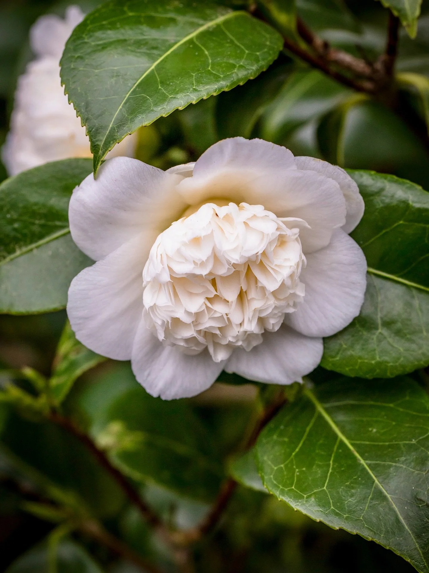 Am I still within the acceptable window to wish everyone a Happy New Year? I hope so. I&rsquo;ve been in that lovely &lsquo;wintering&rsquo; state over the past few weeks, where plans and ideas for the year are bubbling away under the surface, but wi