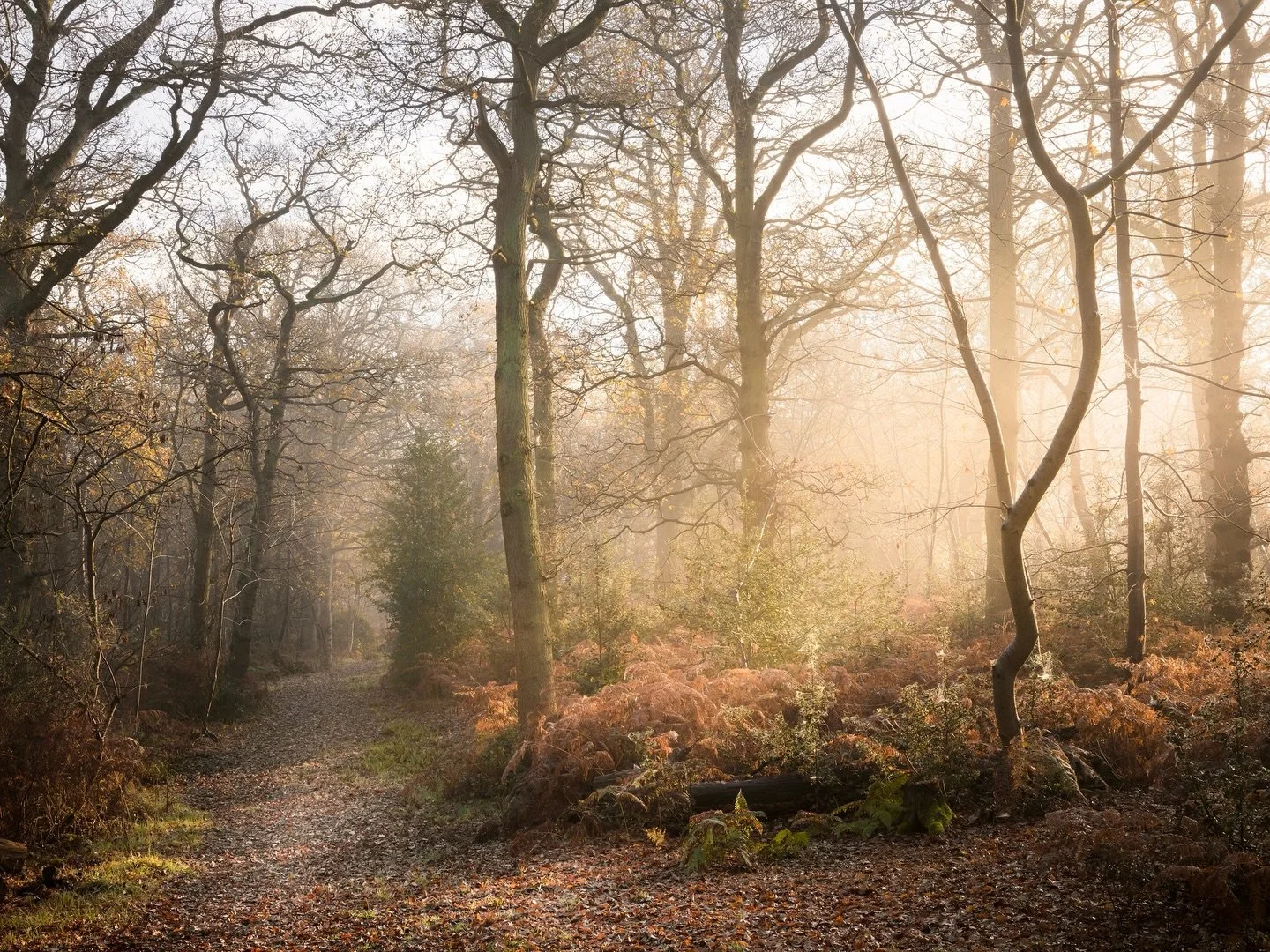 A winter glow ✨

#woodlandphotography #winterlight #hertfordshire #britishwoodland