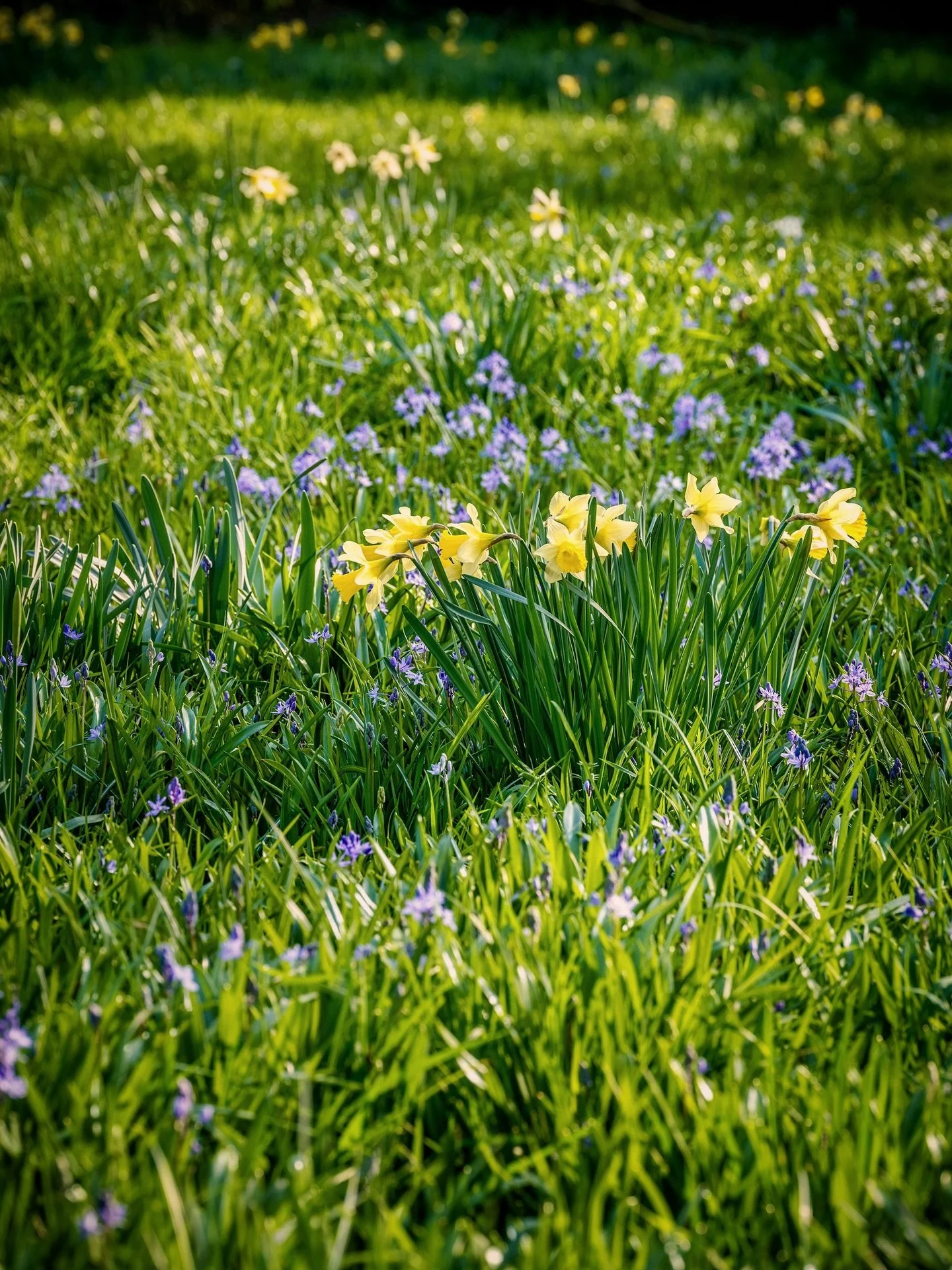Some captures from the glorious weather yesterday 💜 Happy Fool&rsquo;s Spring to all who celebrate 😏

#springflowers #flowerphotography #gardenphotography #daffodils #springgarden