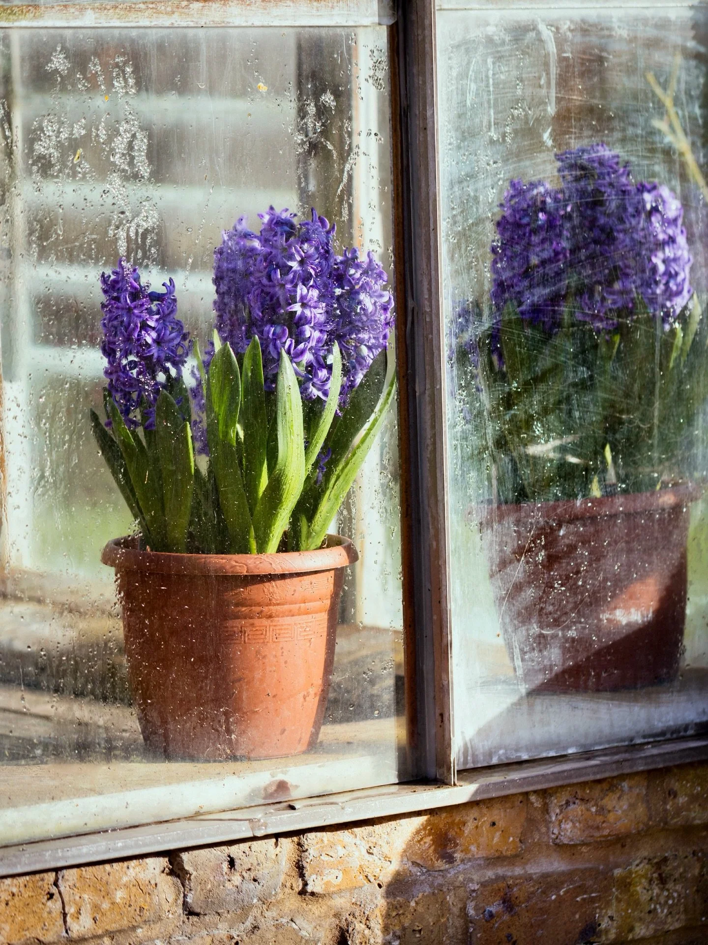 Hyacinths in the glasshouse 🪻

#springflowers #springgarden #gardenphotography #marchgarden #greenhouse