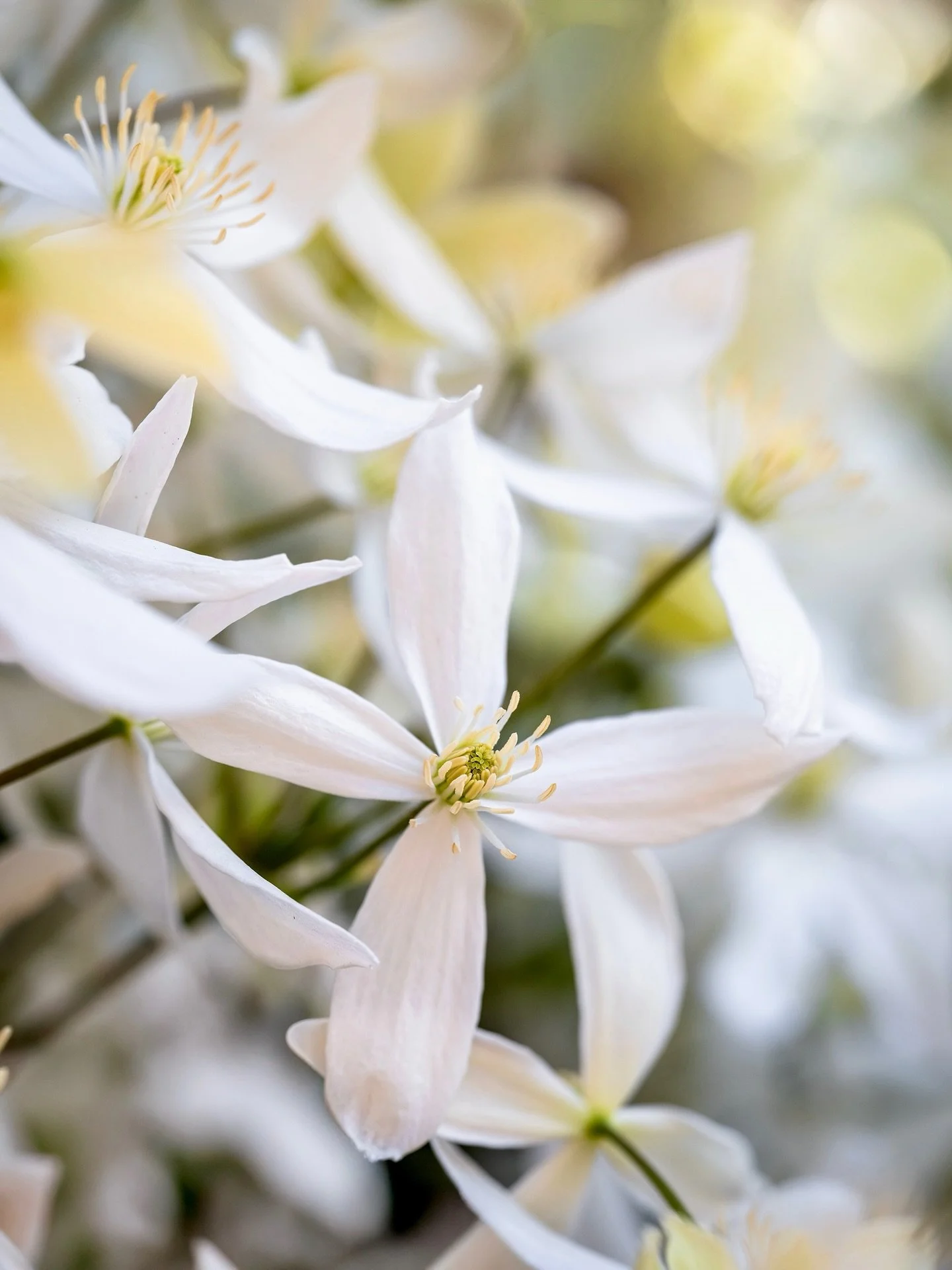 Clematis armandii now flowering in my garden 🤍 I don&rsquo;t know how many people will even see this post; Instagram thought it kind to show my last post to 800 out of a possible 19.5k!

#flowerphotography #gardenphotography #clematisarmandii #macro