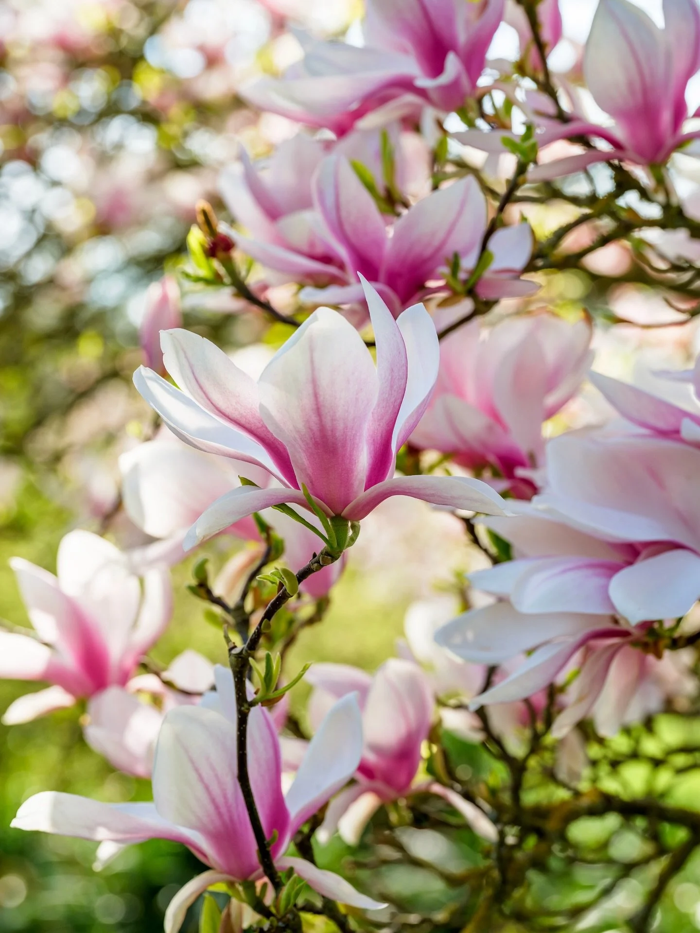 Magnolia x soulangeana

#magnolia #flowerphotography #springgarden #gardenphotographer #fujigfx100s
