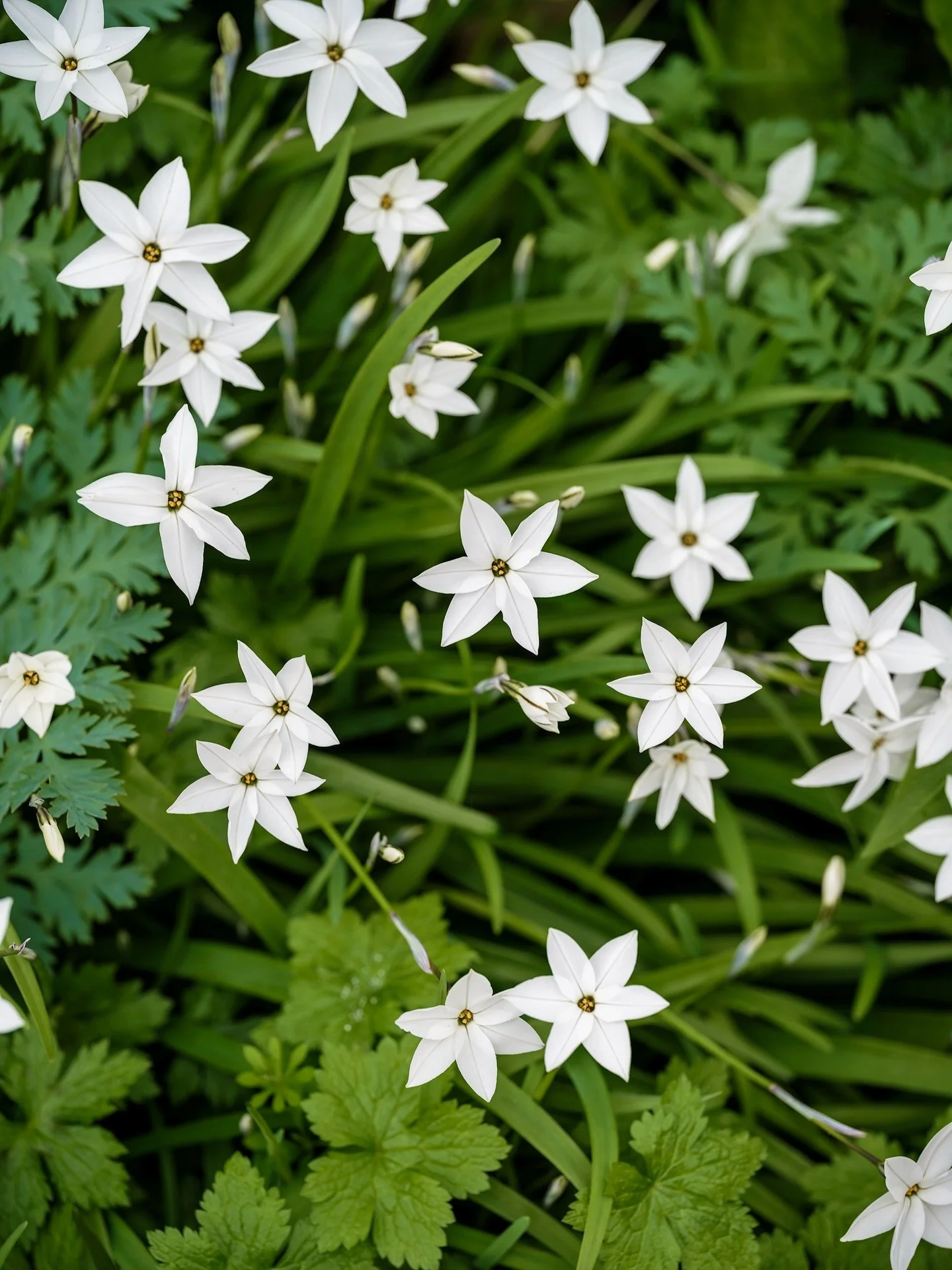 Seeing stars&hellip; Ipheion uniflorum &lsquo;Album&rsquo; 

#flowerphotography #springstarflower #gardenphotographer #fujigfx100s