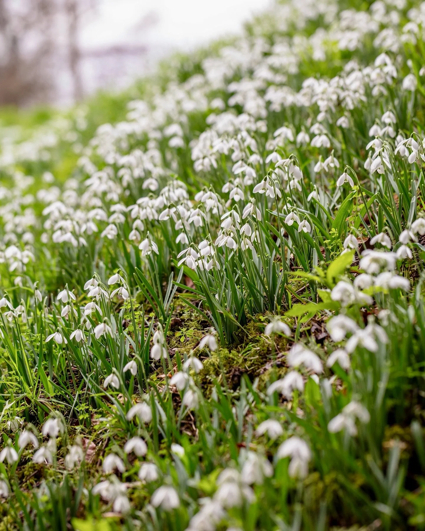 Benington Lordship Gardens in Hertfordshire is open from today until 1st March - if you love snowdrops this is a must-visit garden! 🤍 Swipe to the end to see my first ever visit (clue: I&rsquo;m the one sporting the green boilersuit circa 1992) @ben