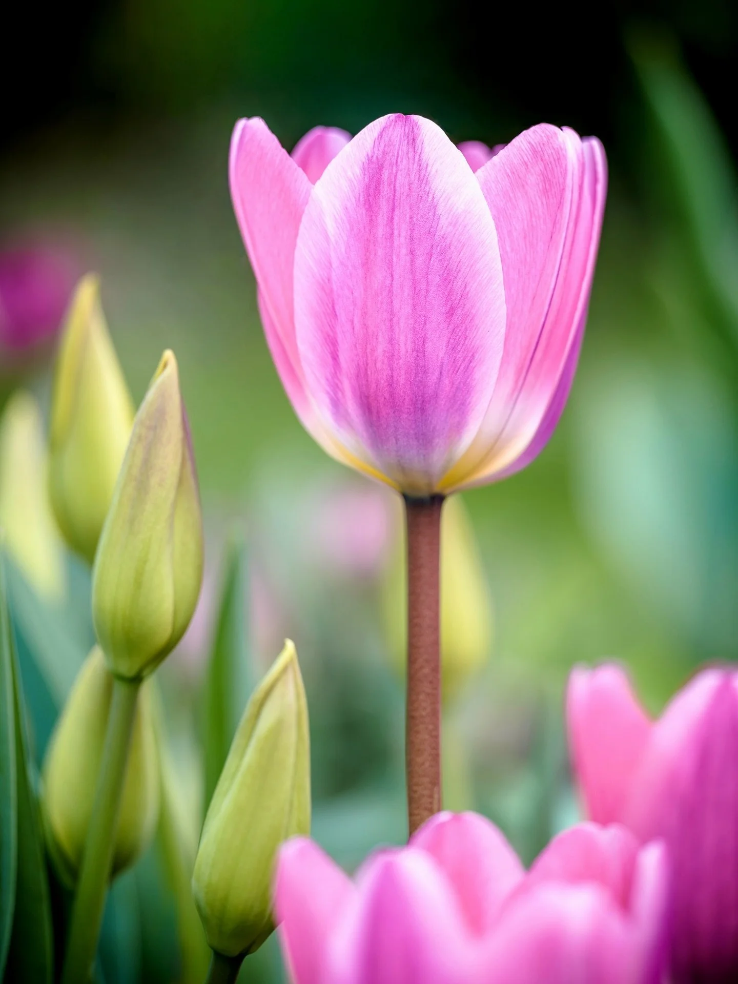 Happy Easter! 💐 Tulipa &lsquo;Light and Dreamy&rsquo; 

#flowerphotography #gardenphotographer #pinktulips #springgarden #aprilflowers