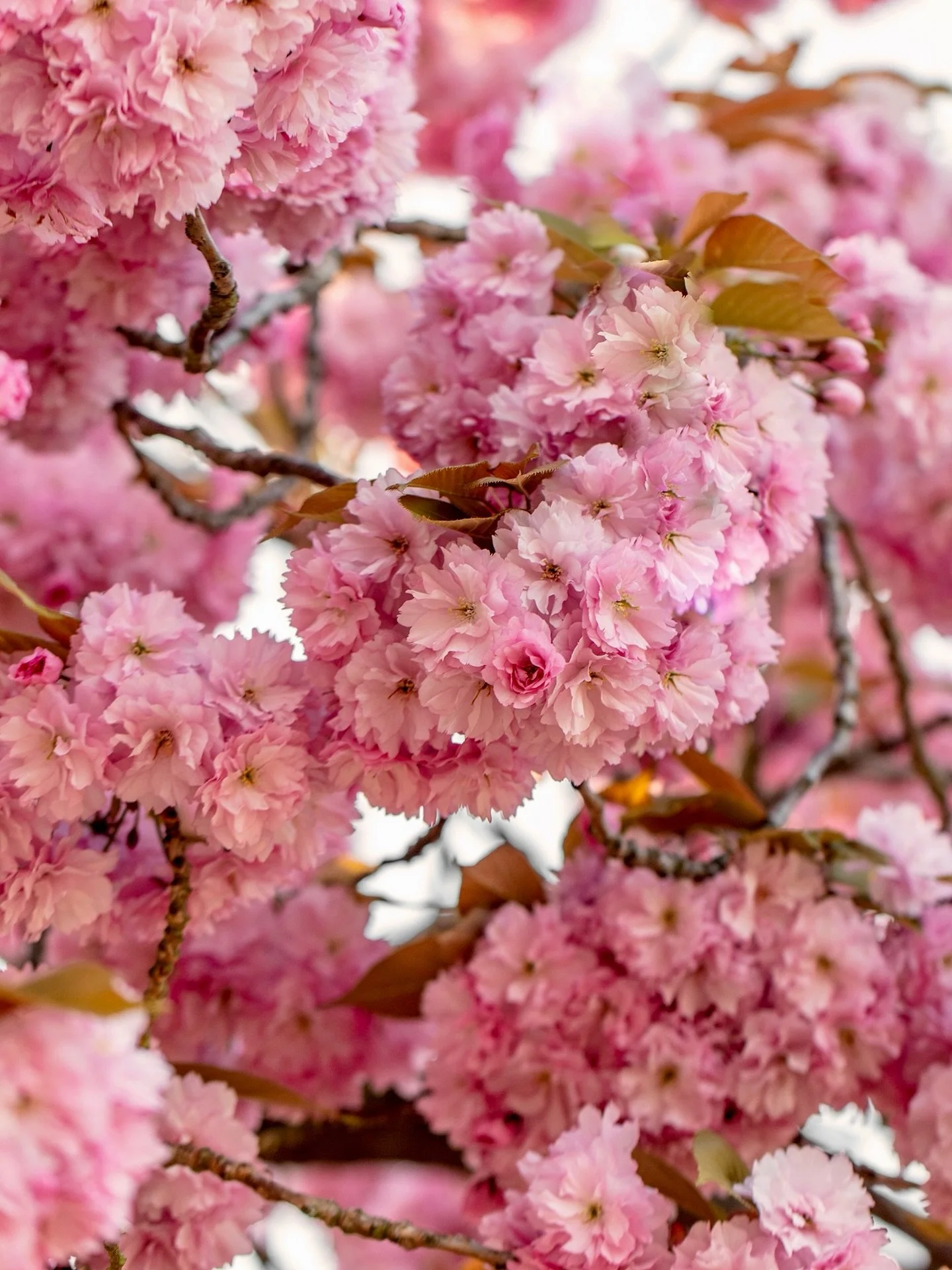 London blossom 😍🌸

#blossomseason #flowerphotography #gardenphotographer #cherryblossom #sakura