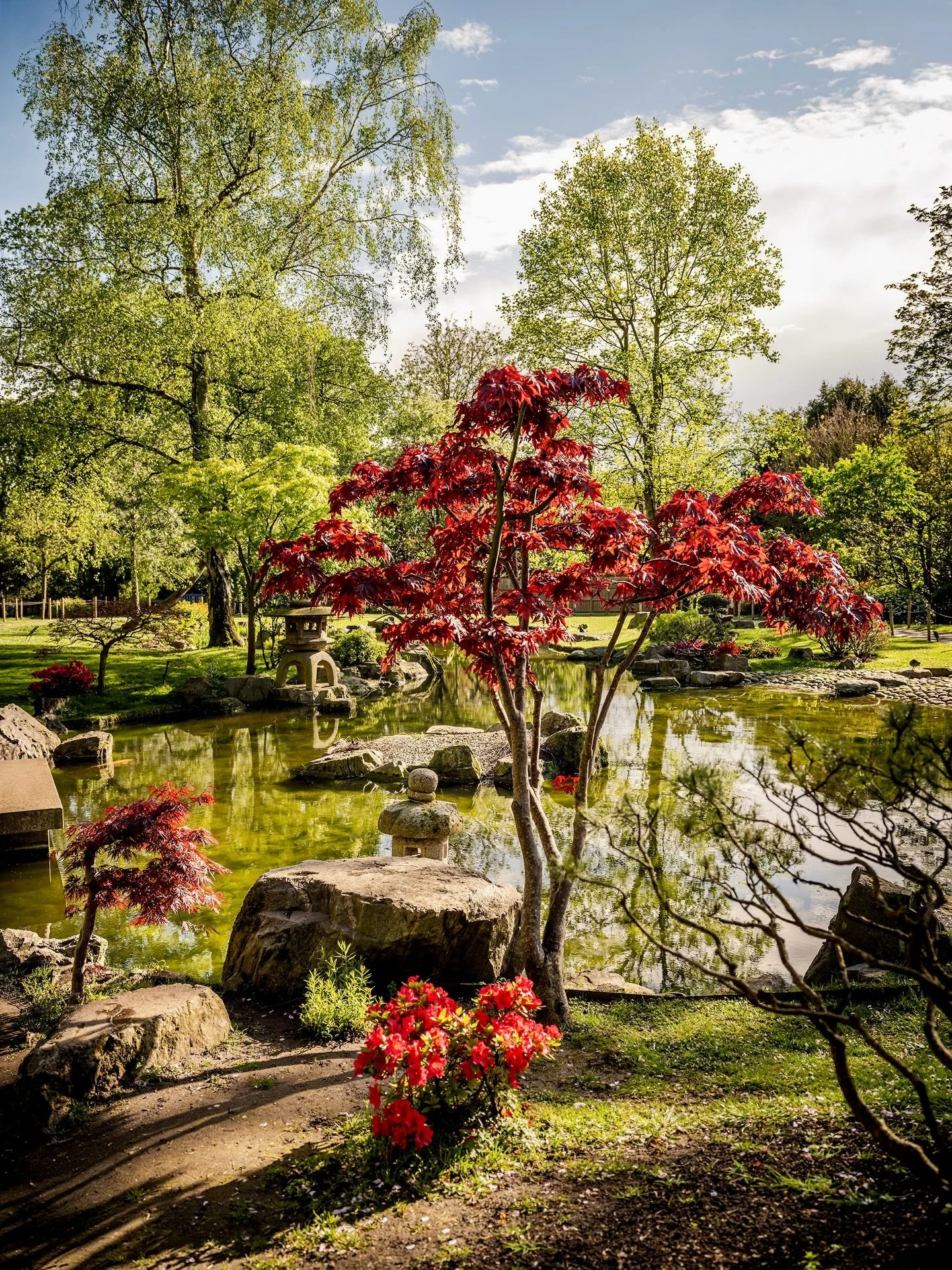 Kyoto Garden, Holland Park. 

#gardenphotography #kyotogarden #londongardens #japanesegarden #acerpalmatum