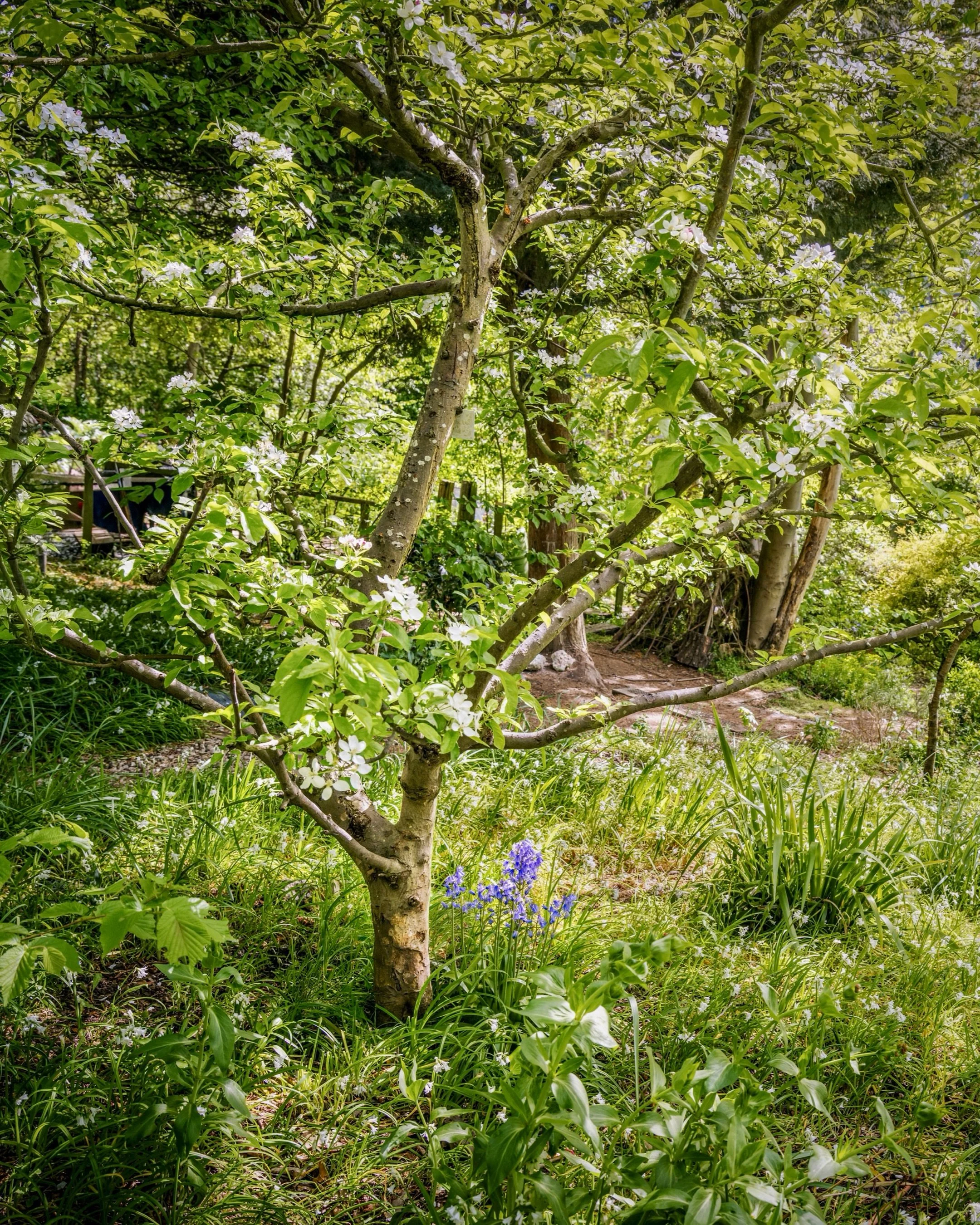 I visited Olden Community Garden in Islington a few weeks ago for its National Garden Scheme open day. Departing the train at Drayton Park has only ever meant a trip to the Emirates Stadium for me, so discovering this large garden emerging from a rai